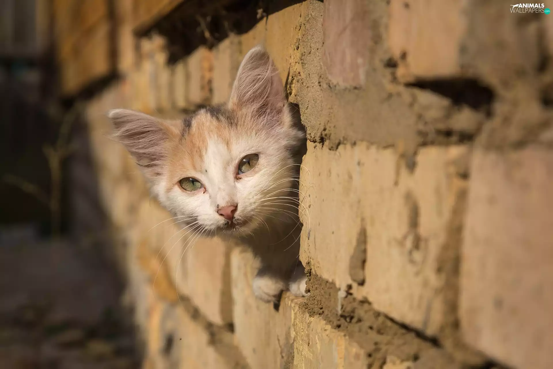 cat, Brick Wall