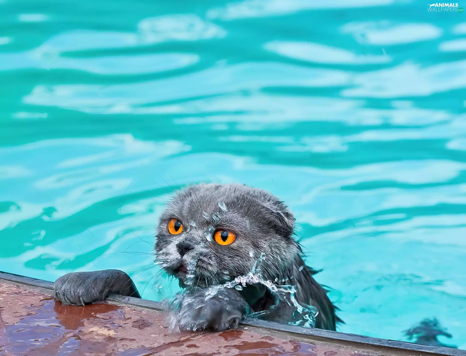 wet, water, Pool, cat