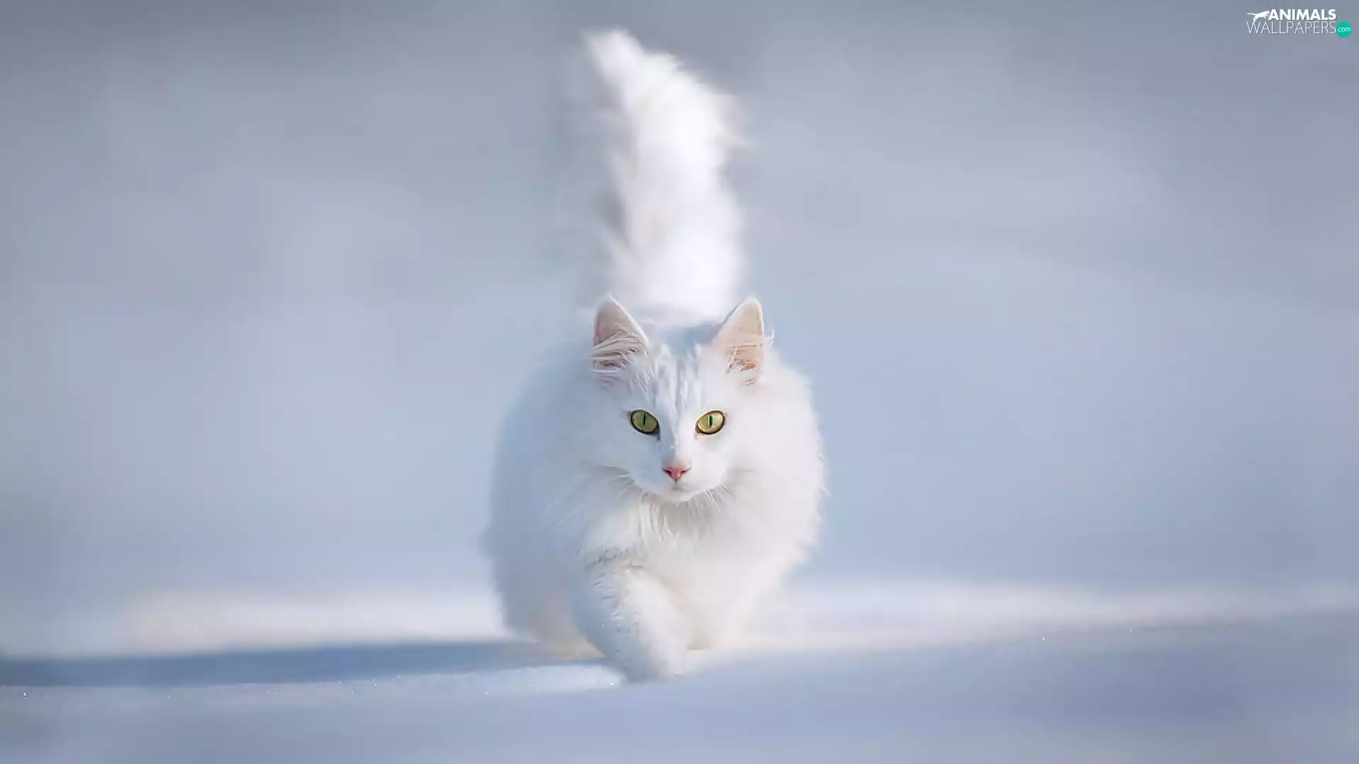 White, Turkish Angora Cat