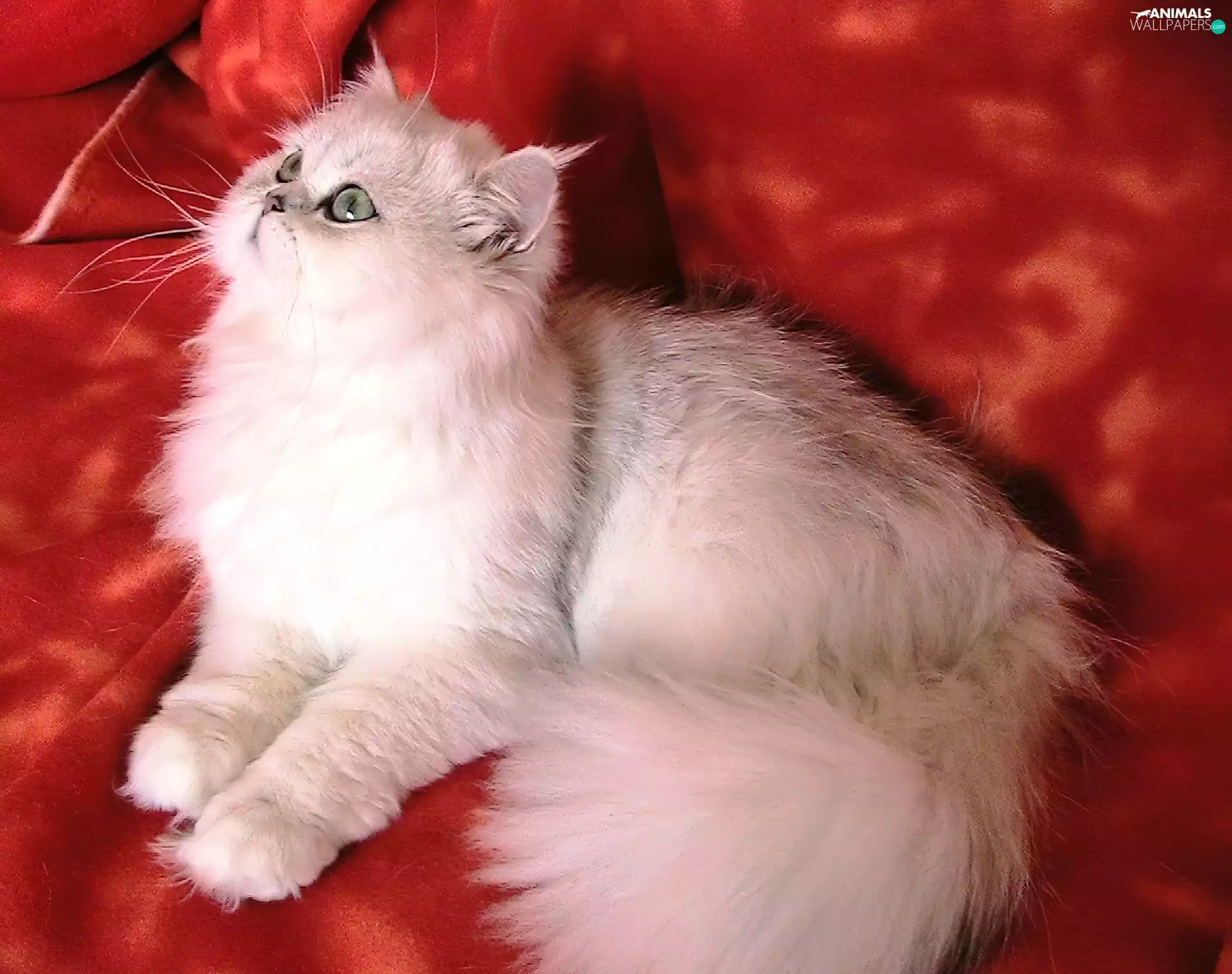 White, Red, Blanket, cat