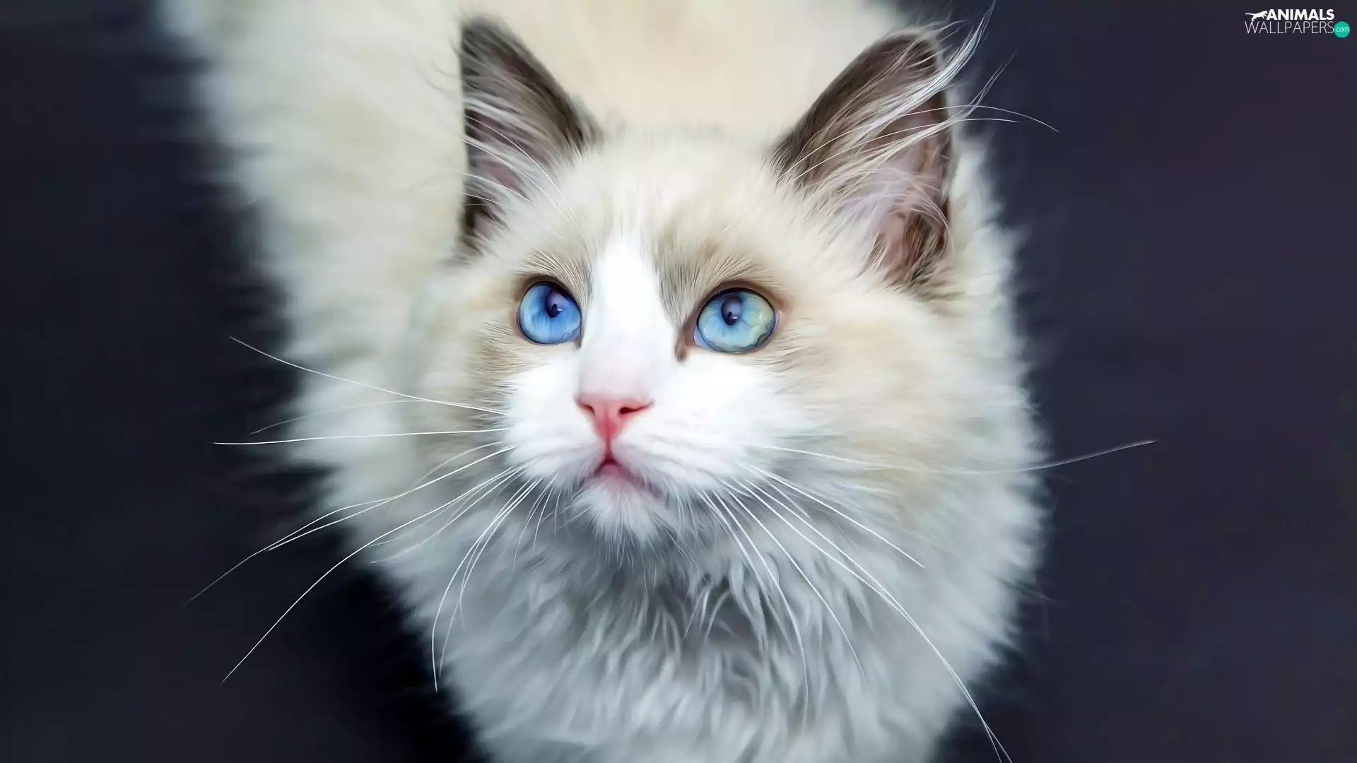 White, Blue, Eyes, cat