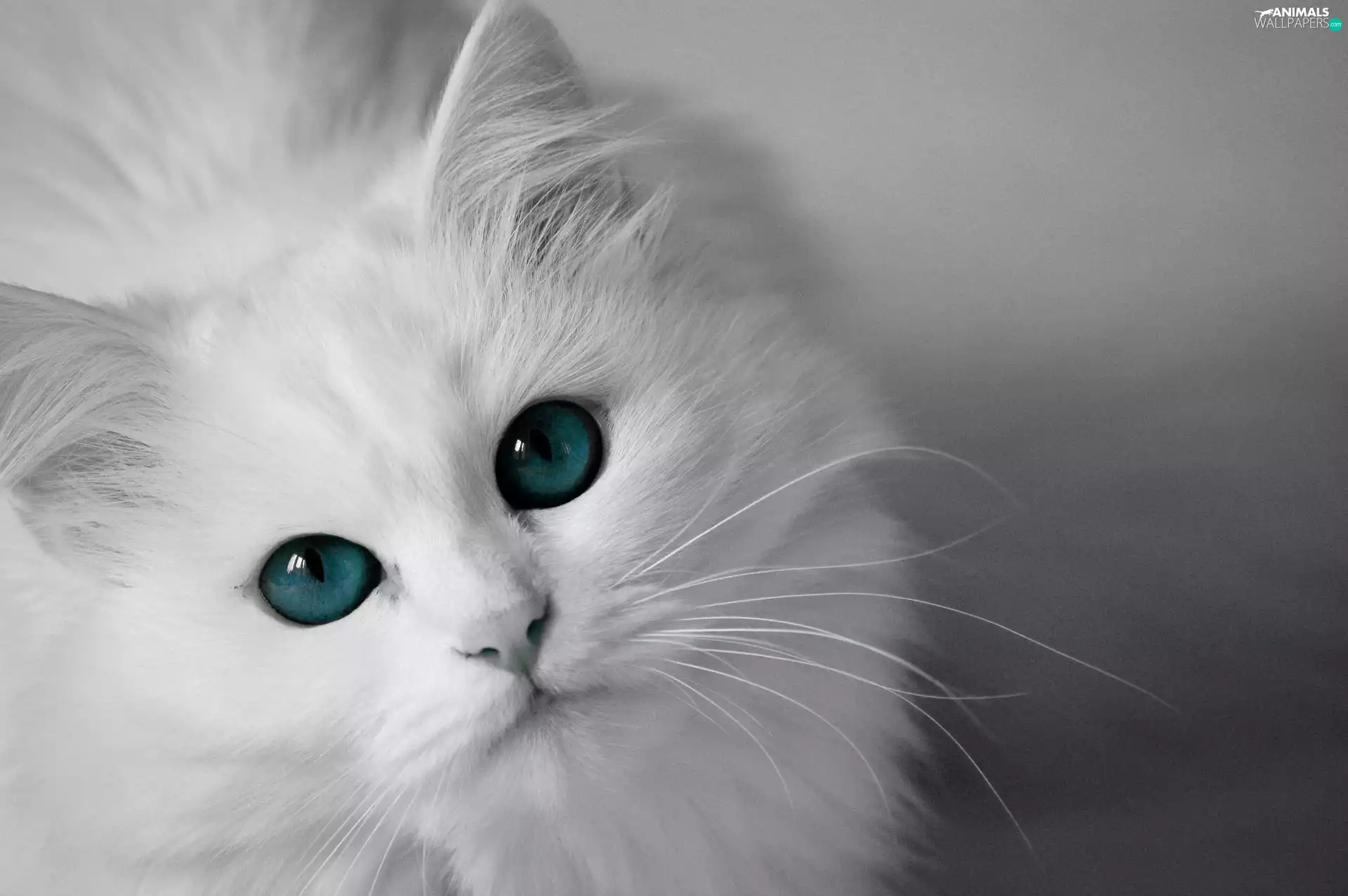 White, blue, Eyes, cat