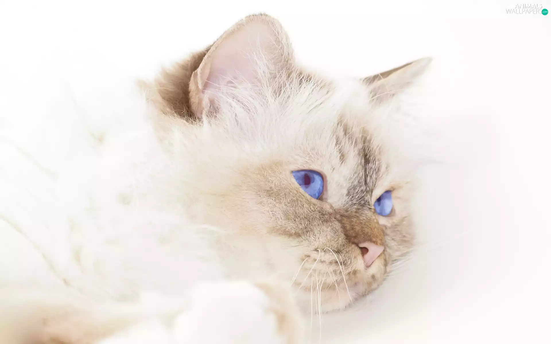 White, blue, Eyes, cat