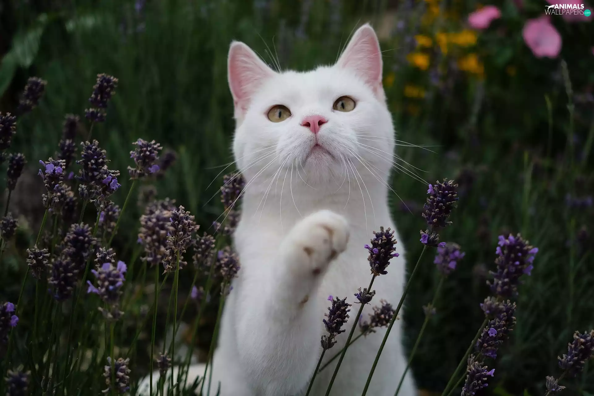 White, purple, Flowers, cat