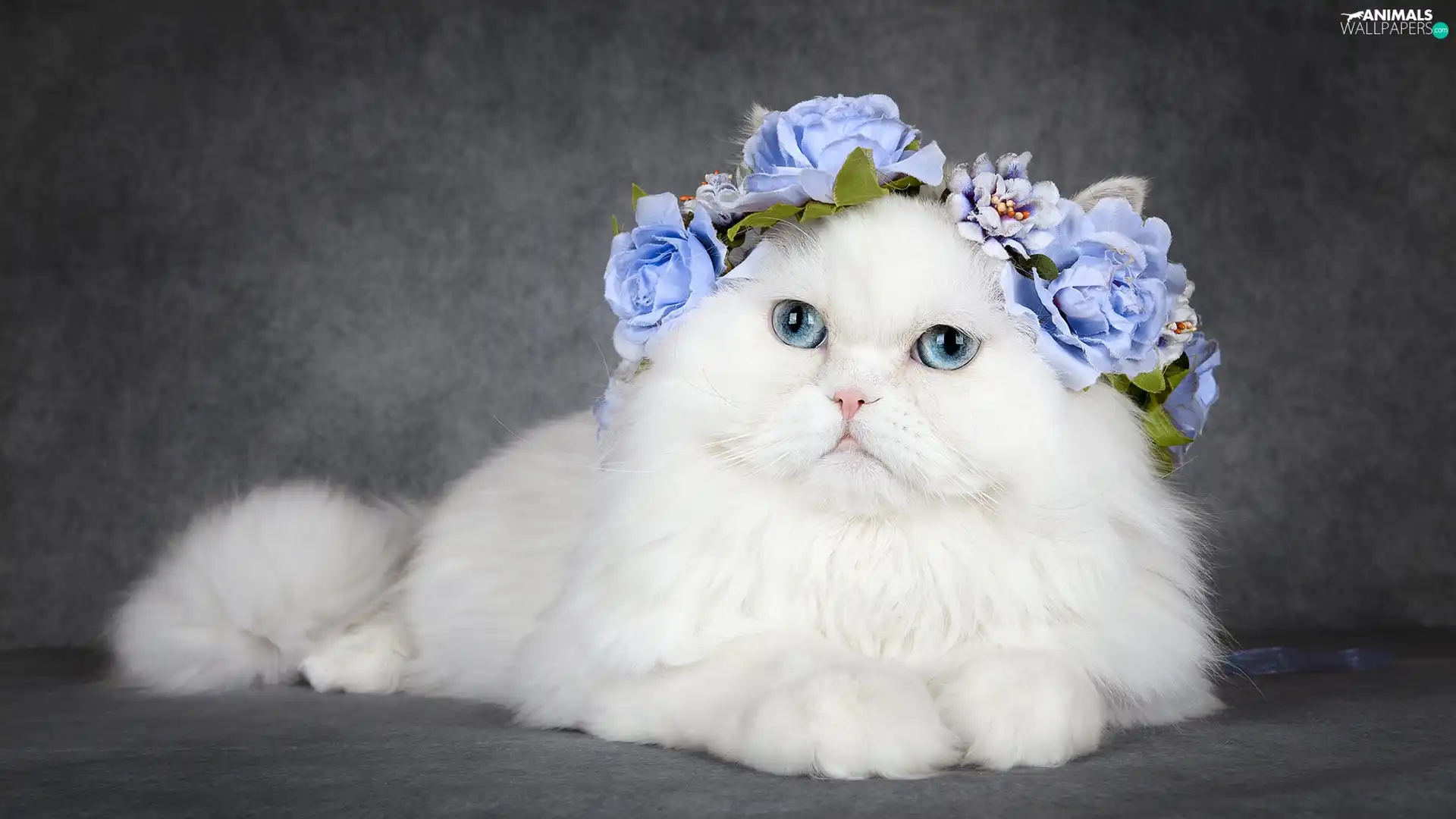 White, wreath, Flowers, cat