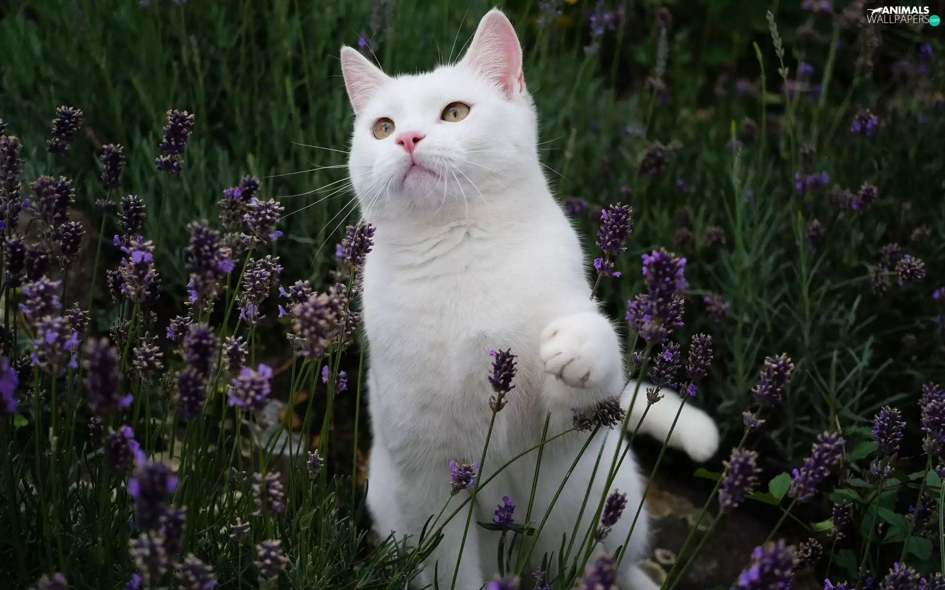 White, Flowers, lavender, cat