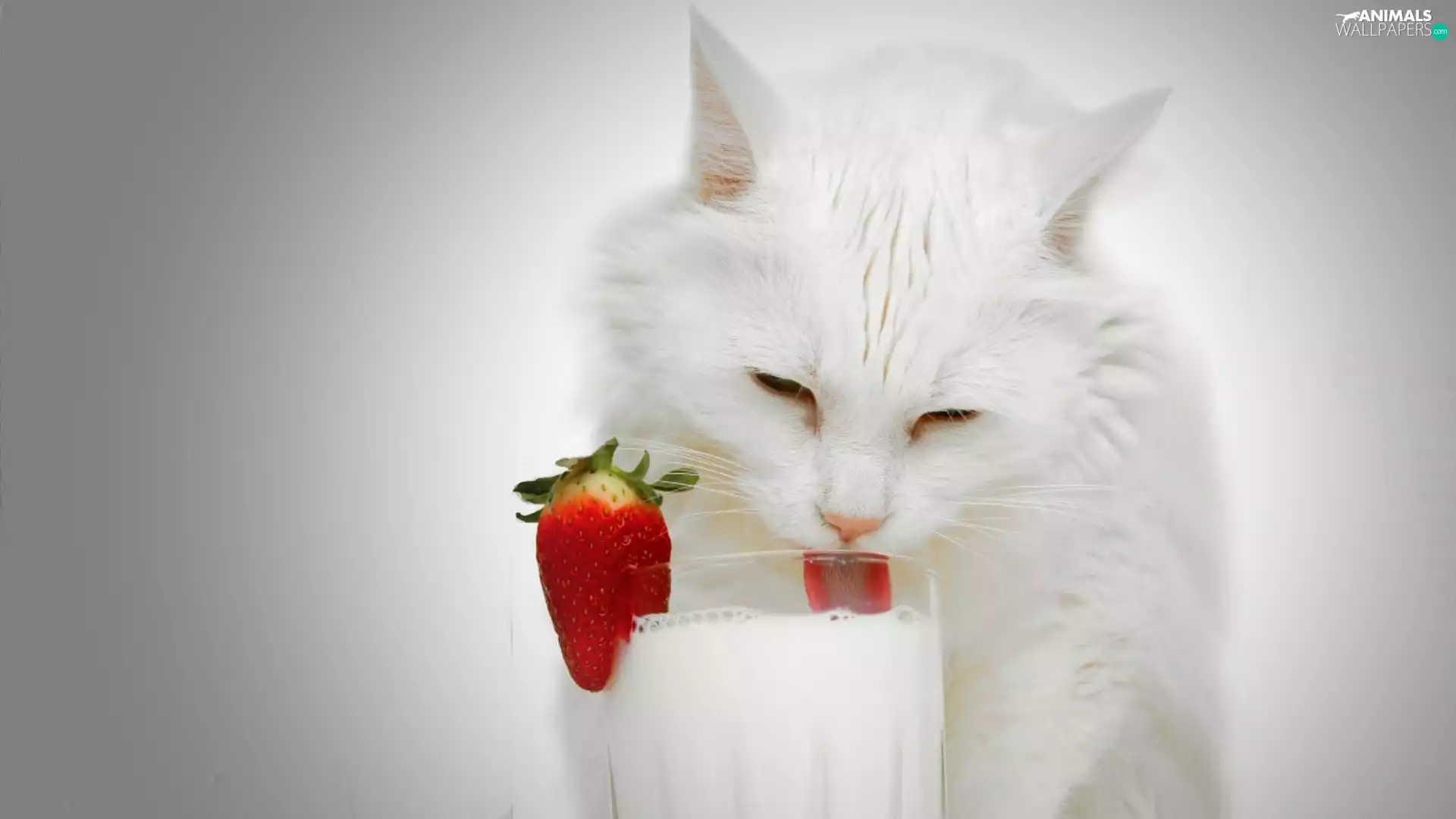 White, cup, milk, cat