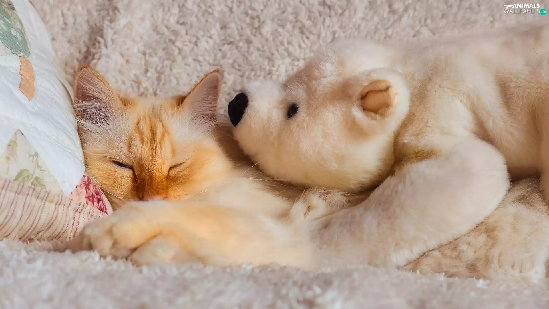 toy, Pillow, white and red, teddy bear, cat
