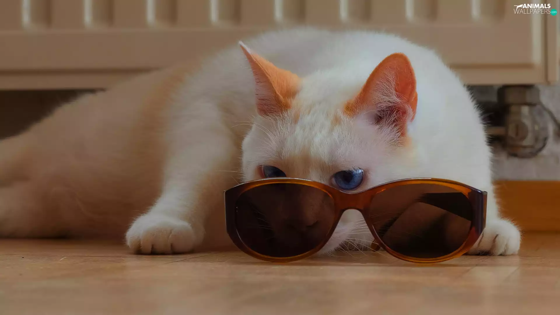 Glasses, cat, white and red