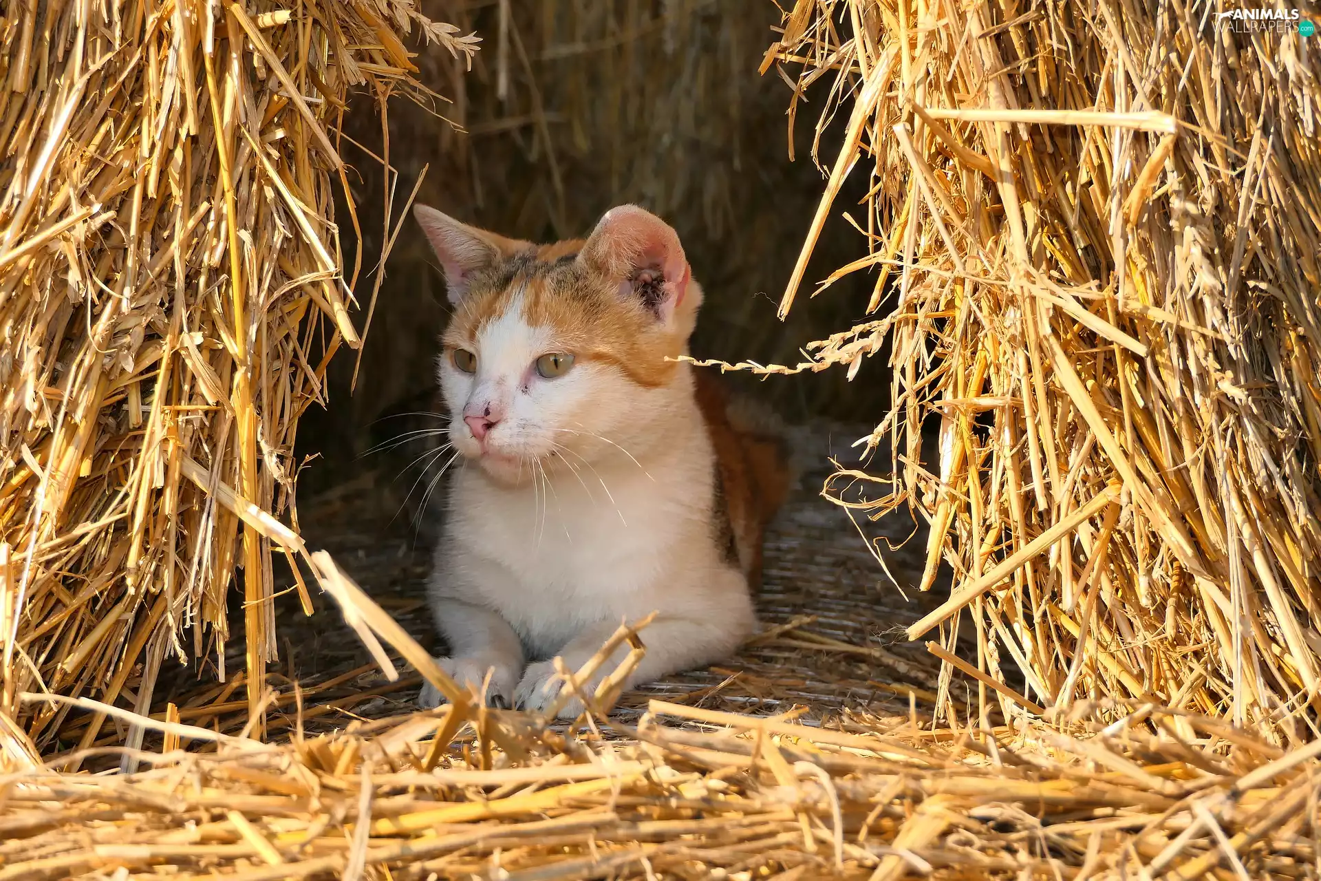 Hay, cat, white and red