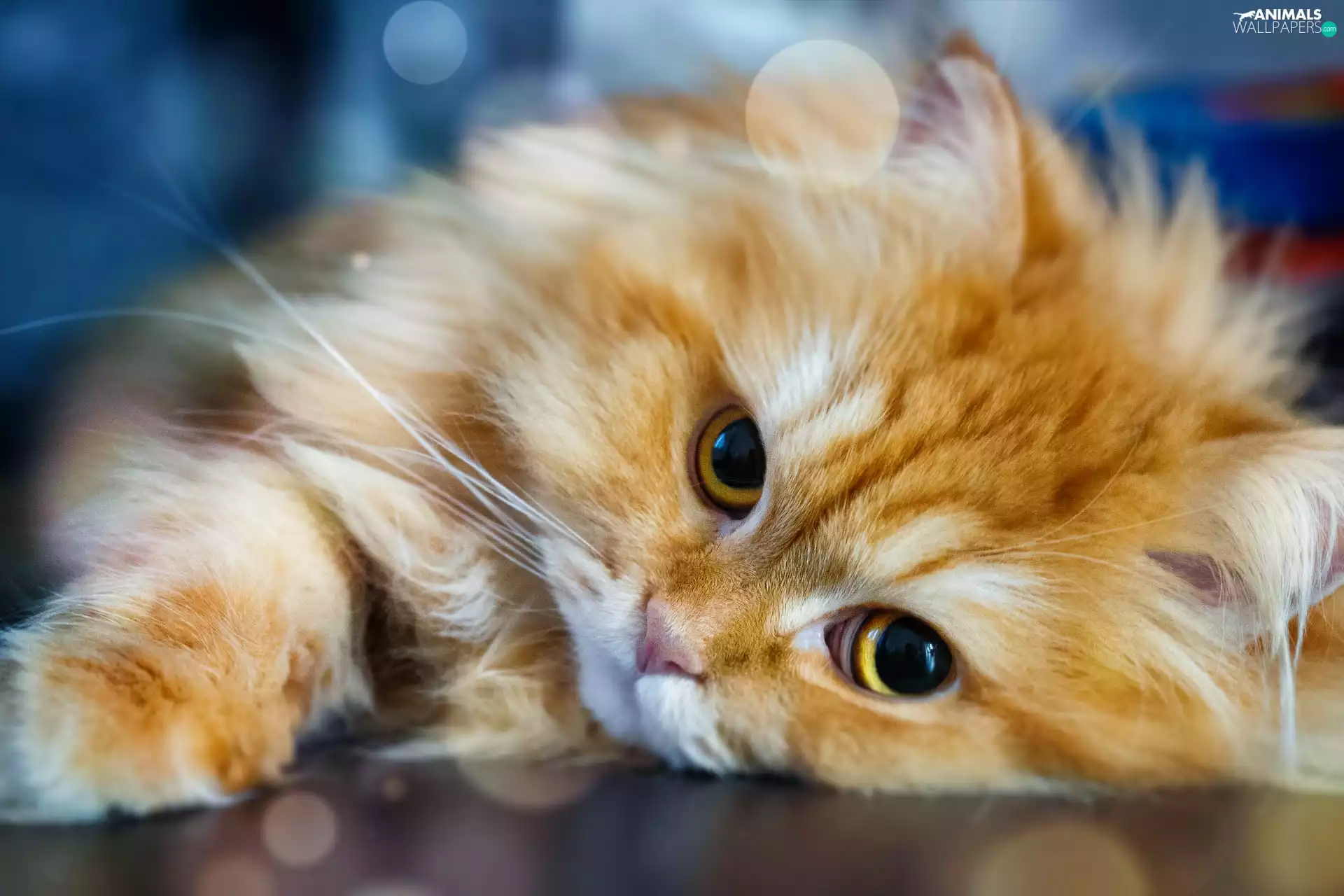 mouth, cat, white and red