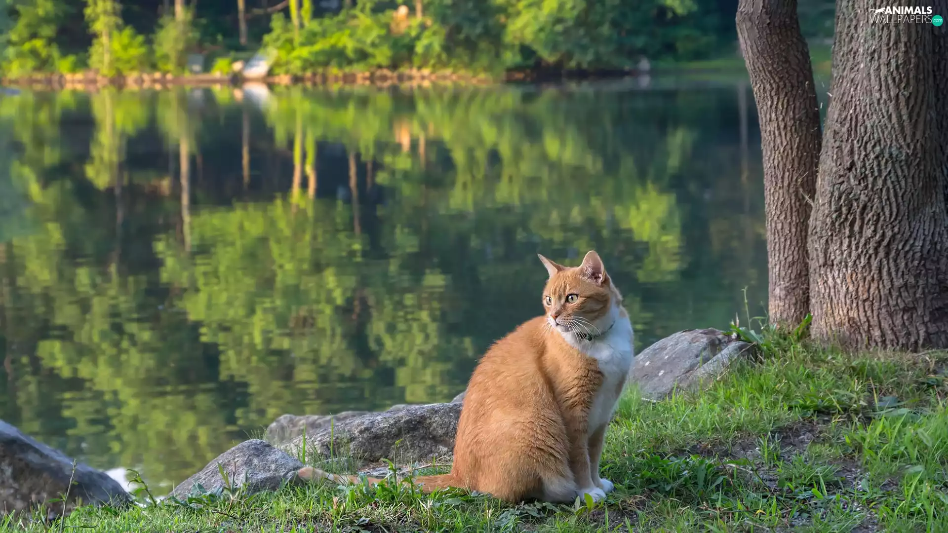 Stones, Red-white, viewes, Pond - car, trees, cat
