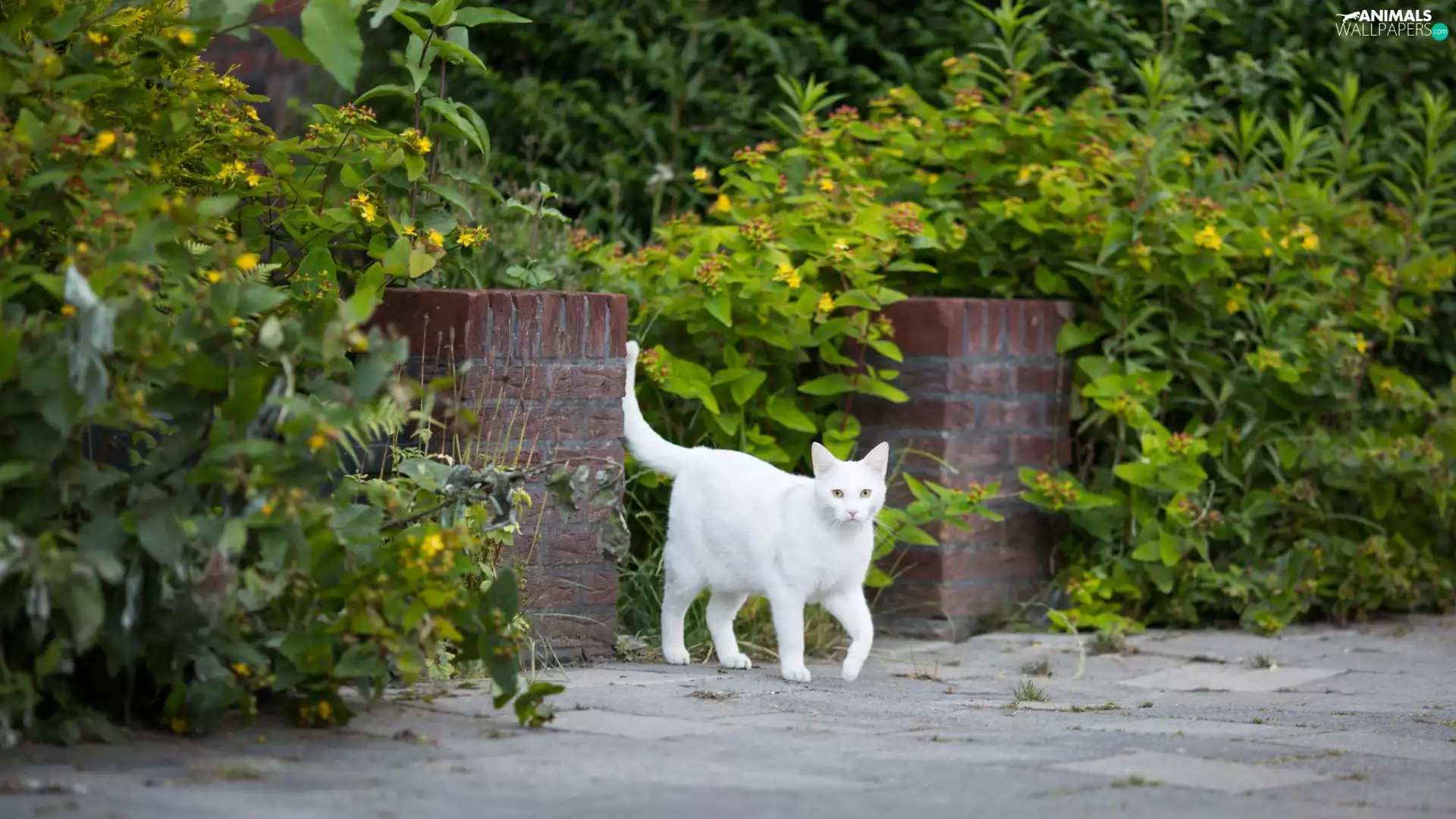 White, Pavement, scrub, cat