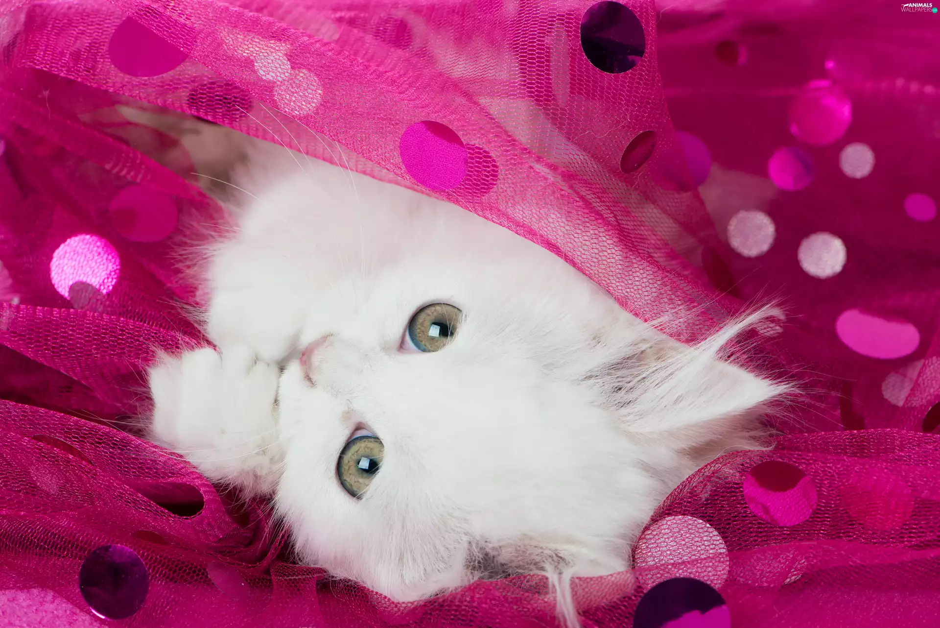 White, Pink, stuff, cat
