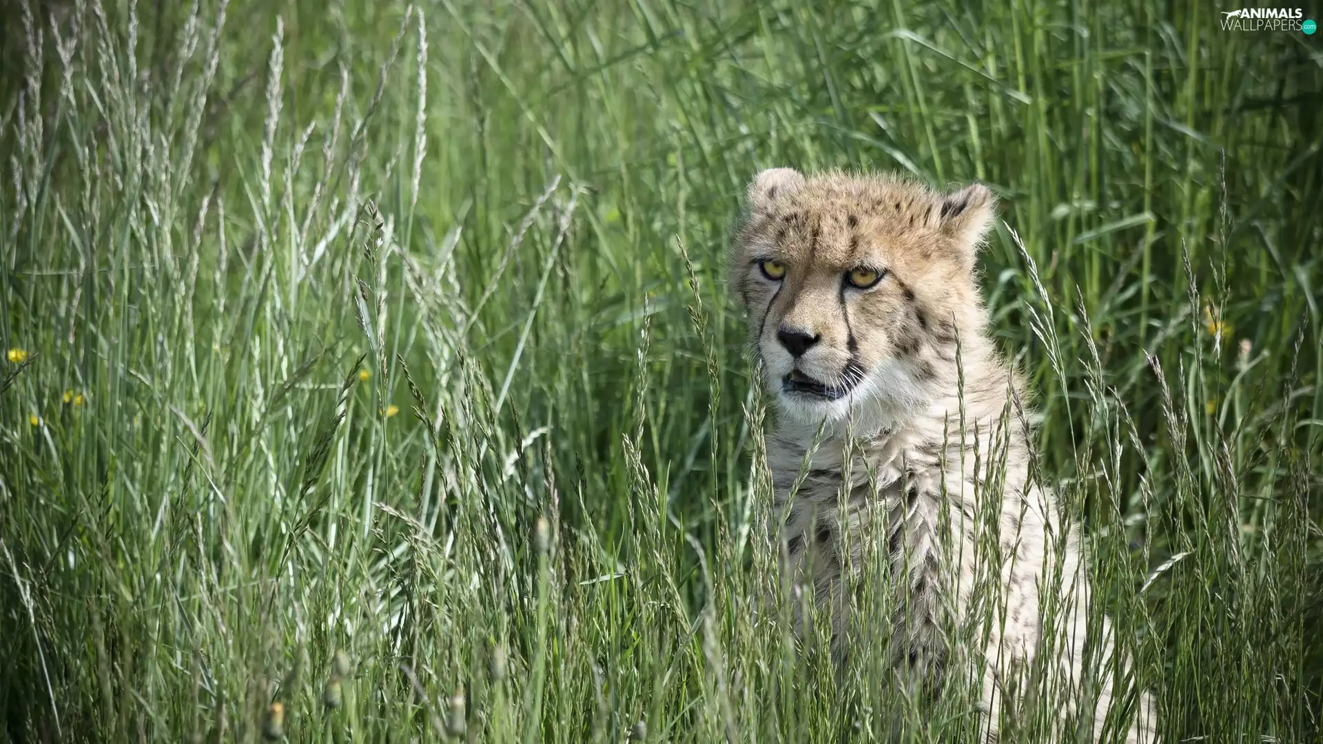 wild, Cheetah, grass, cat