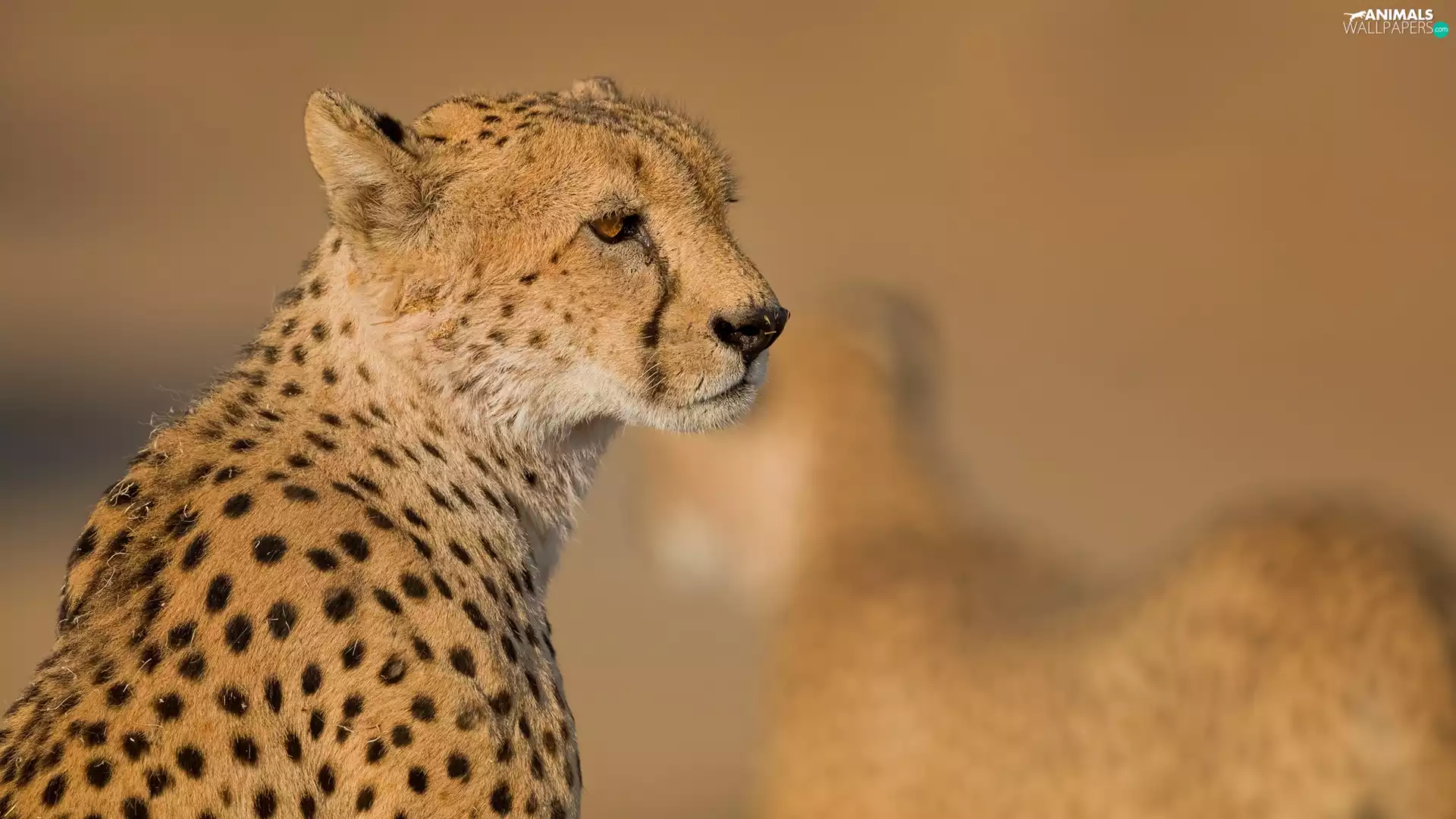 wild, Cheetah, Head, cat