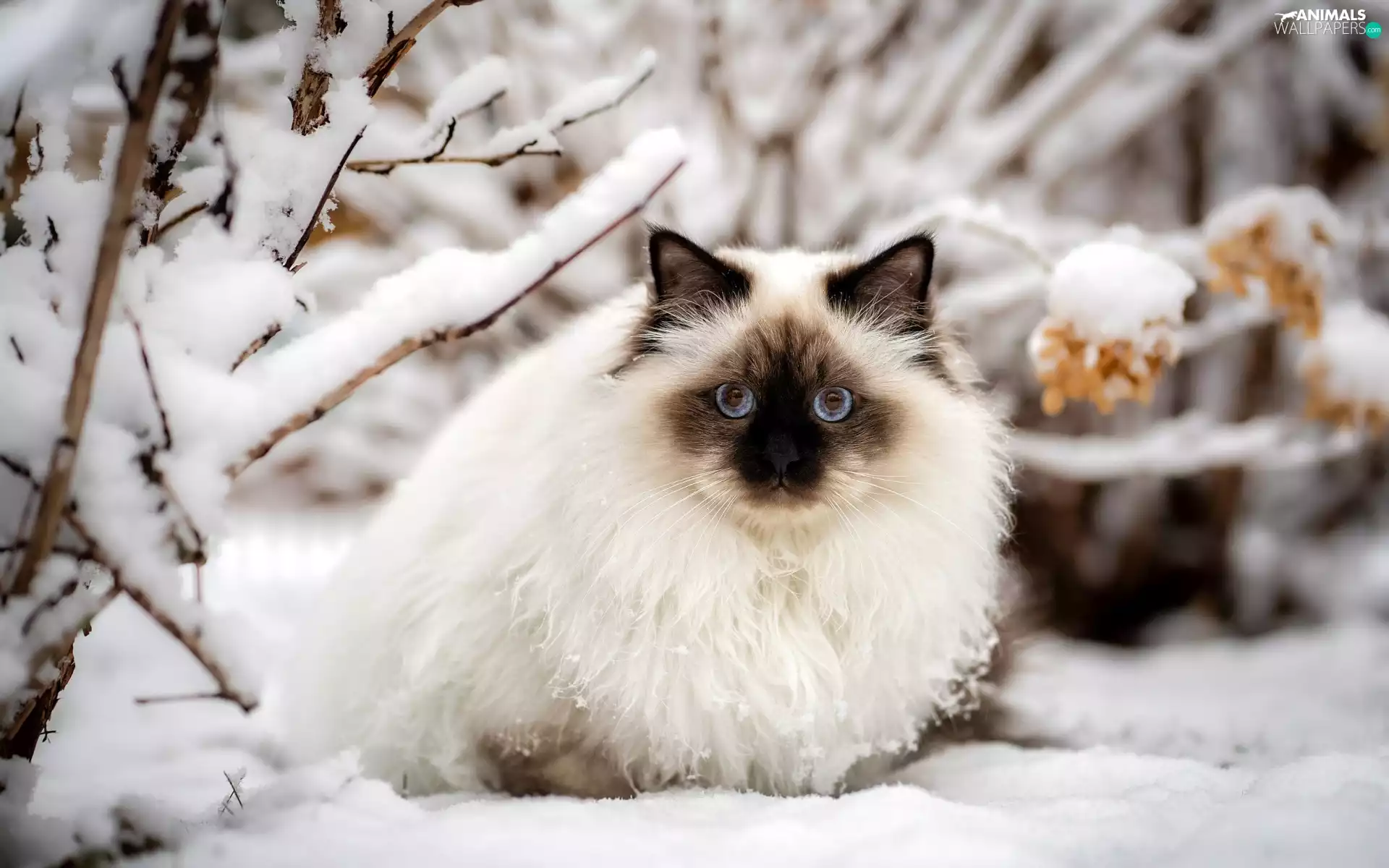 Blue Eyed, snow, cat, Ragdoll, winter