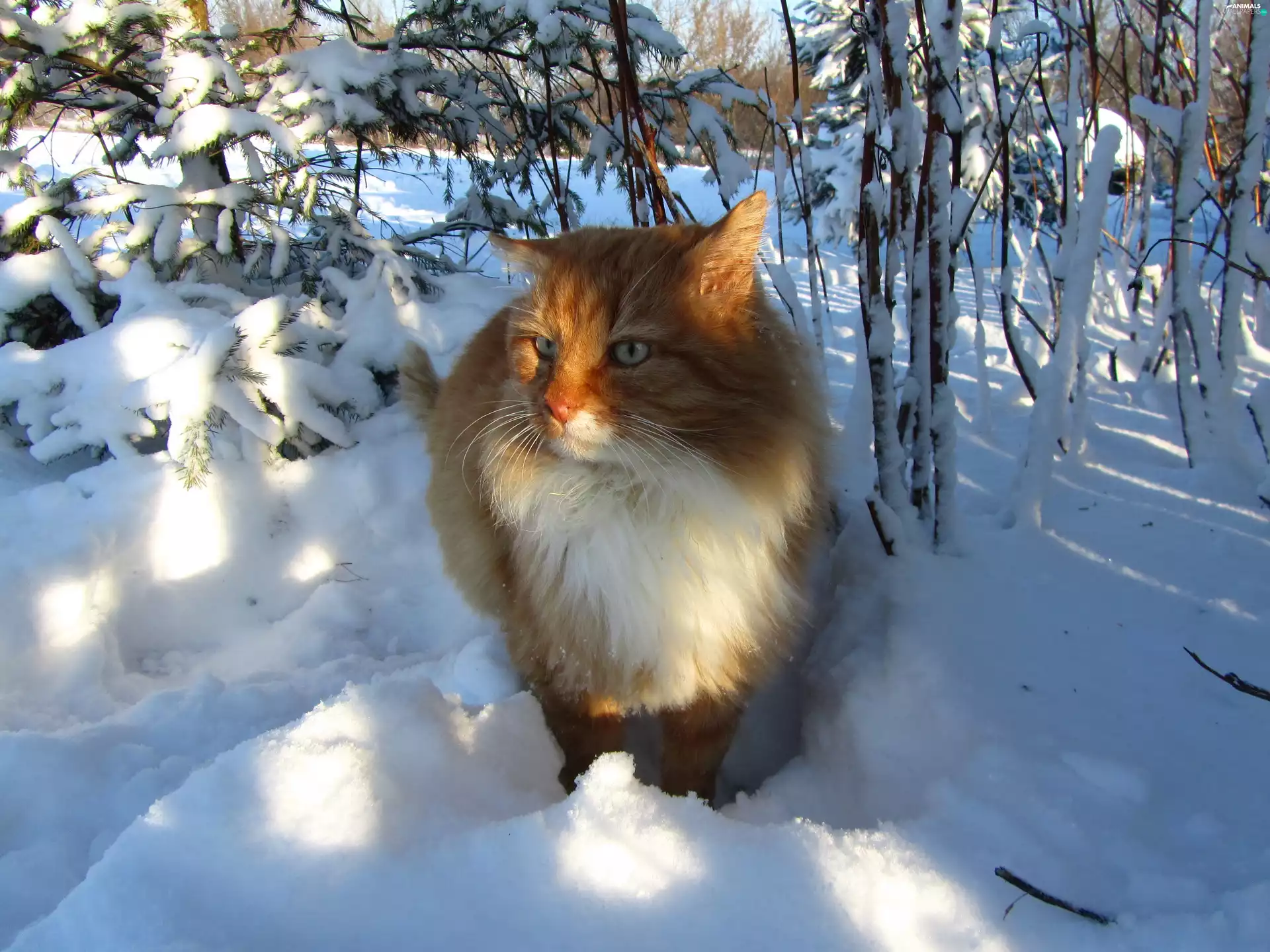 cat, winter