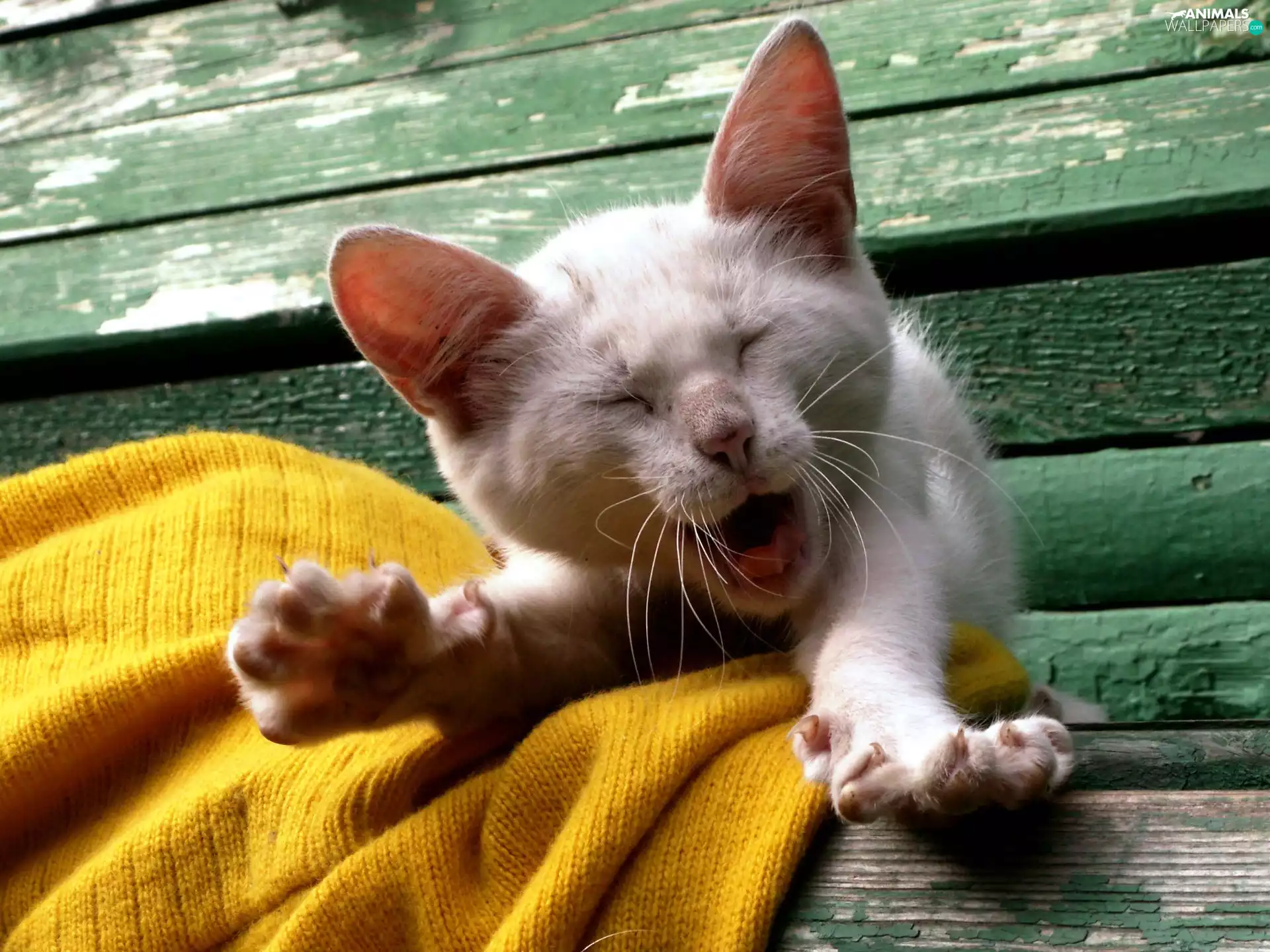 cat, small, yawning