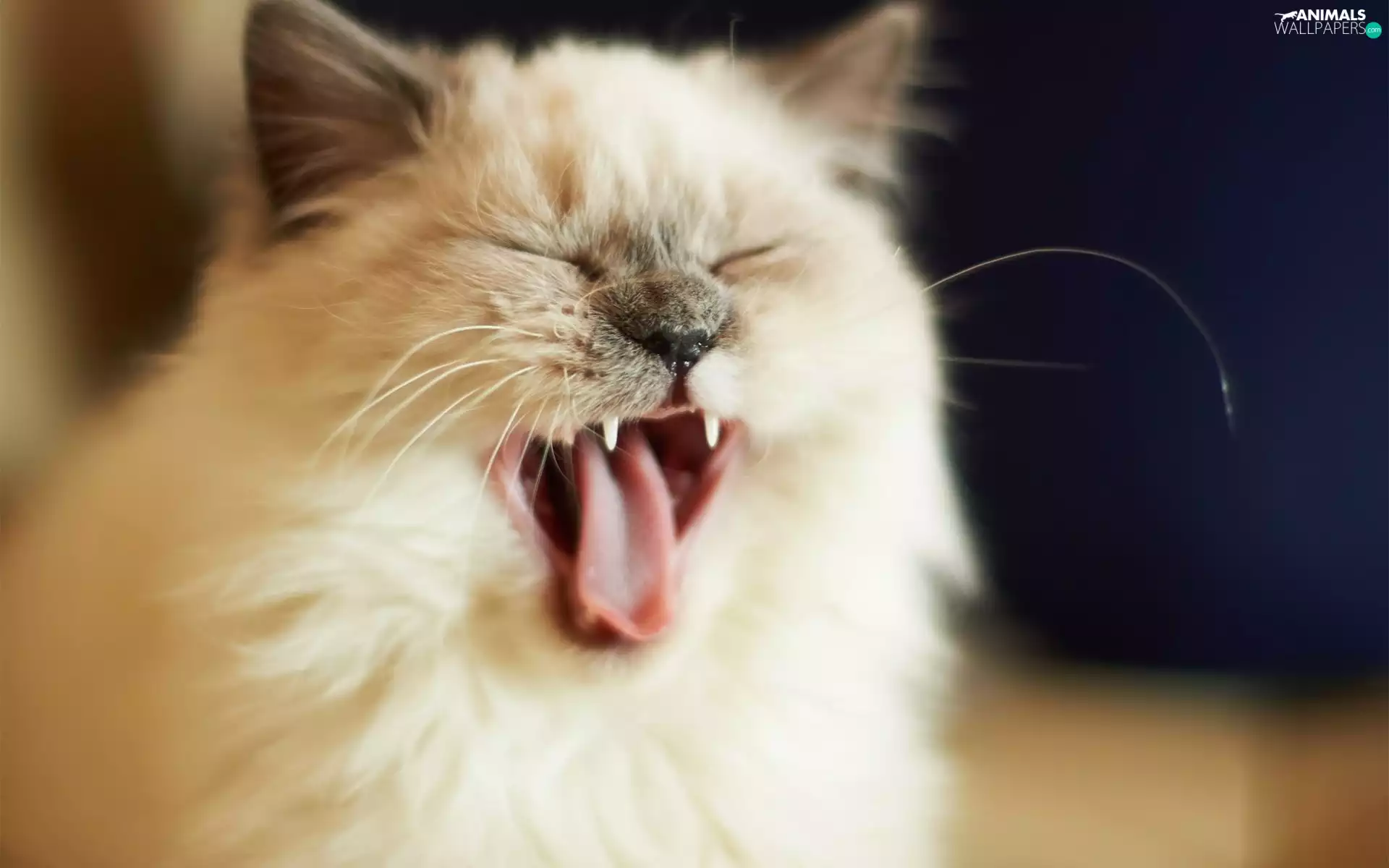 cat, yawning
