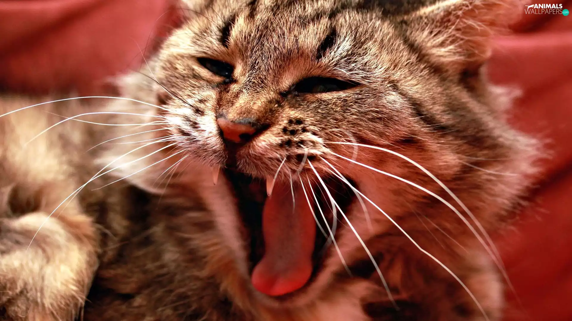 cat, yawns