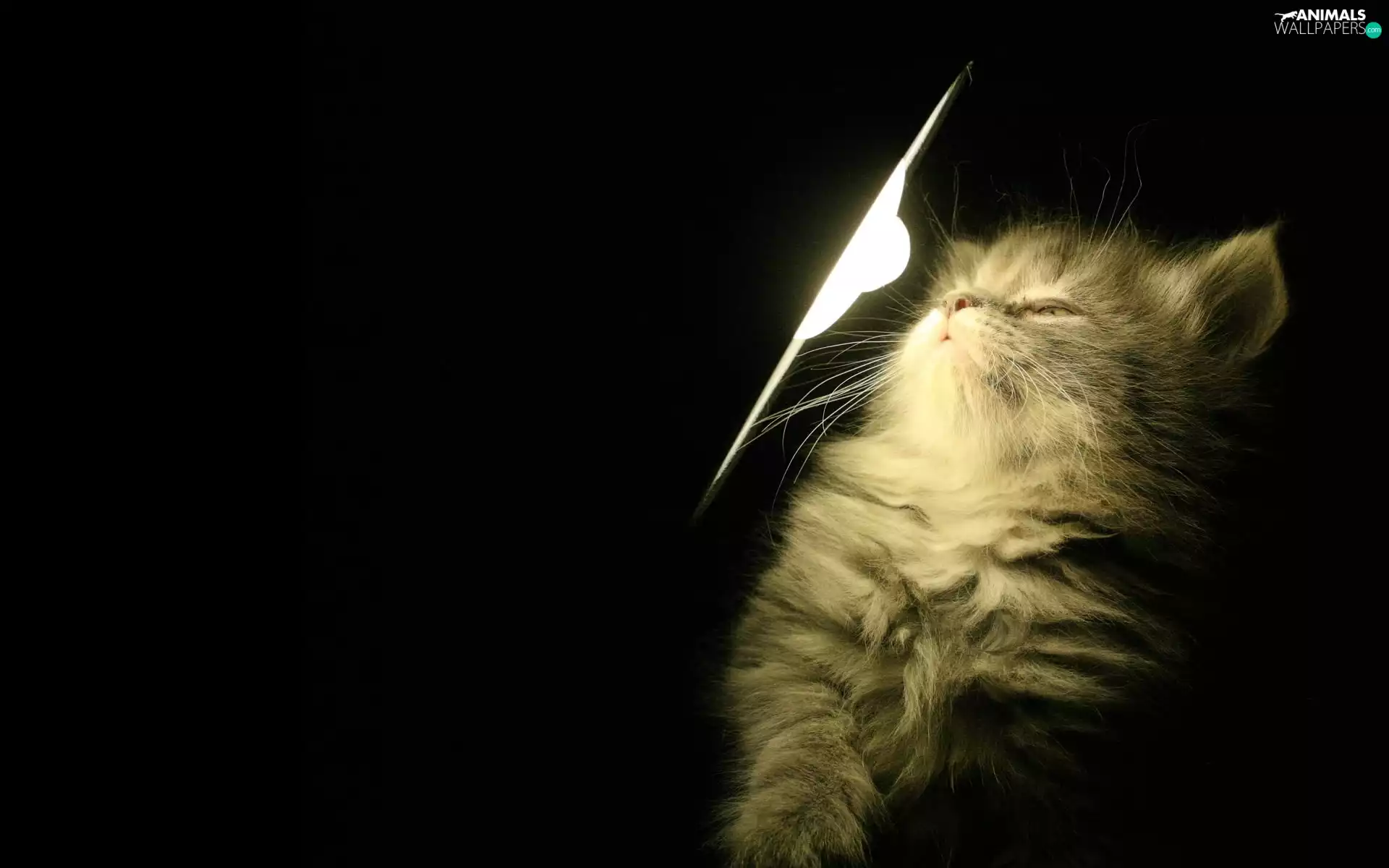 young, persian, Lamp, cat