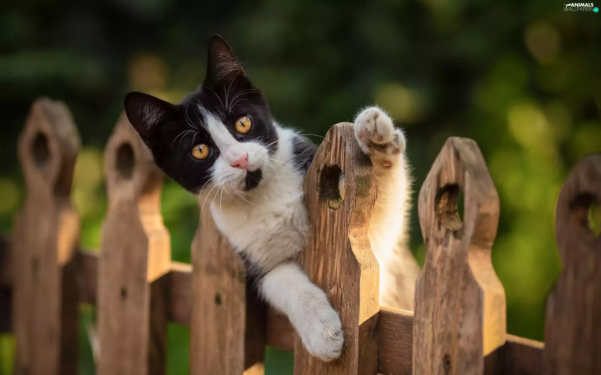 black and White, cat, Fance, young
