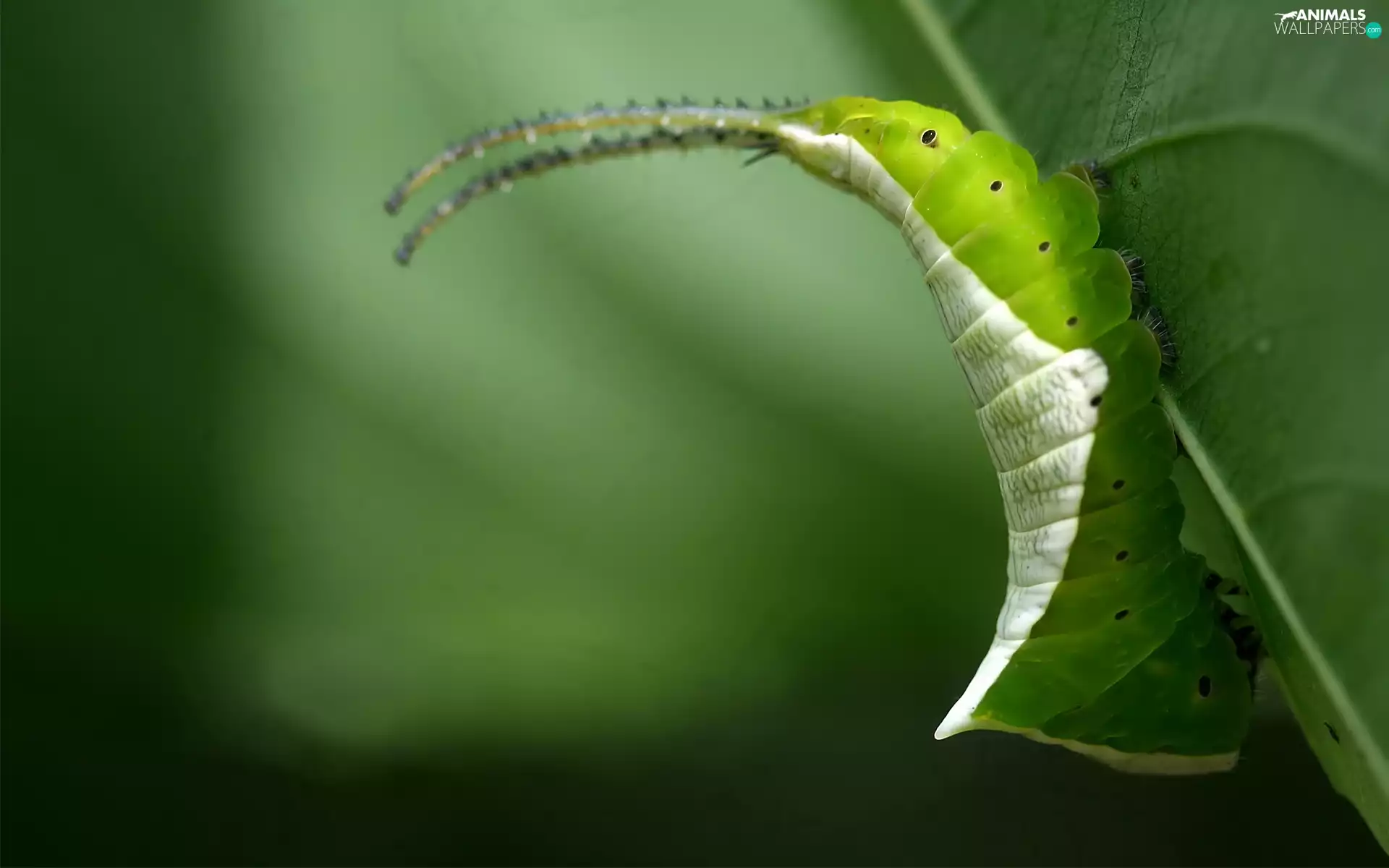 caterpillar, white, Green