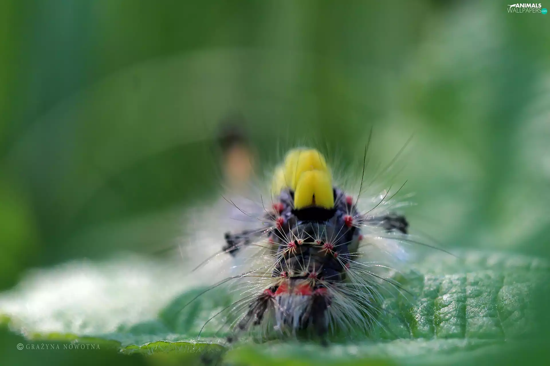caterpillar, Calliteara Pudibunda