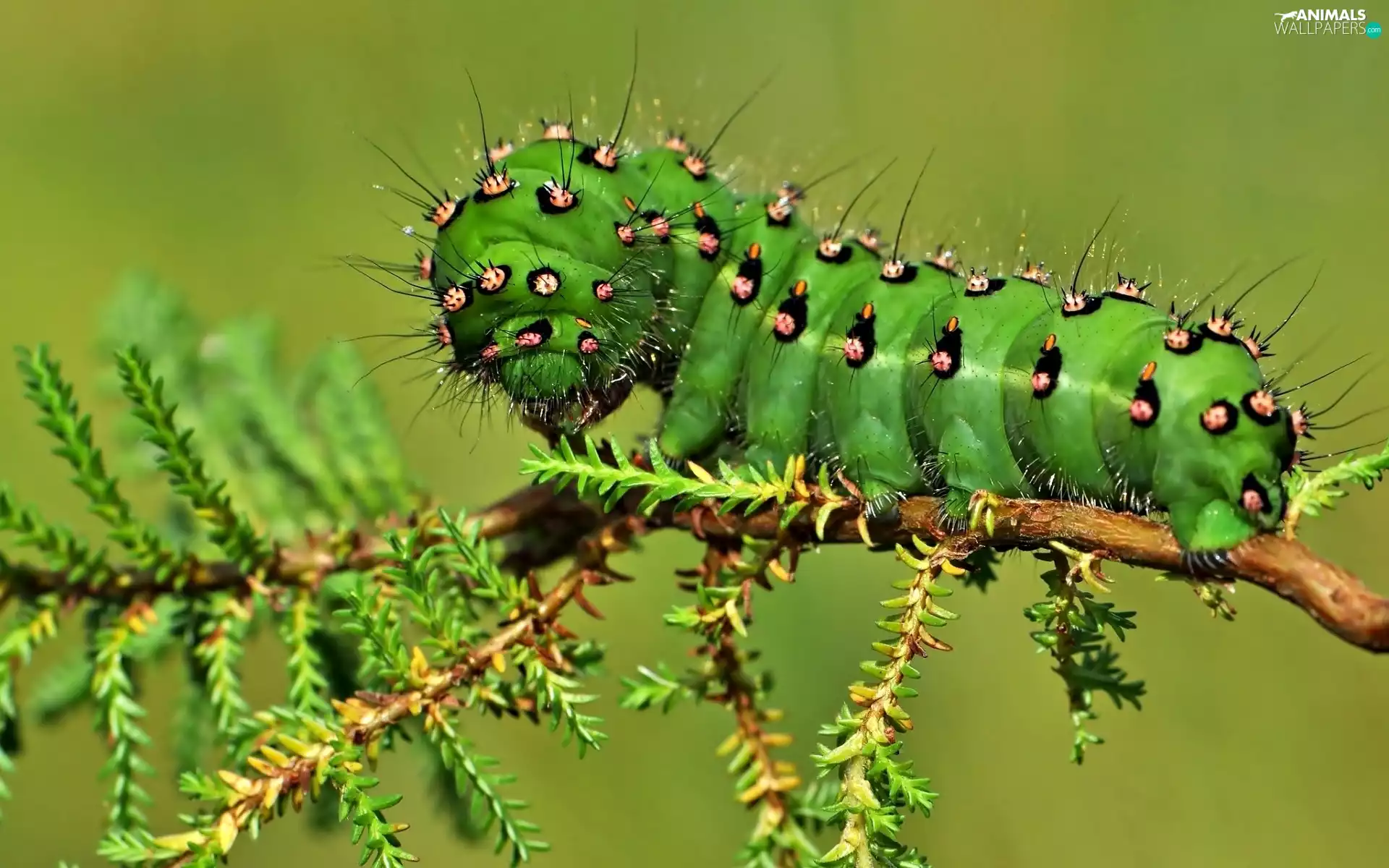 caterpillar, twig