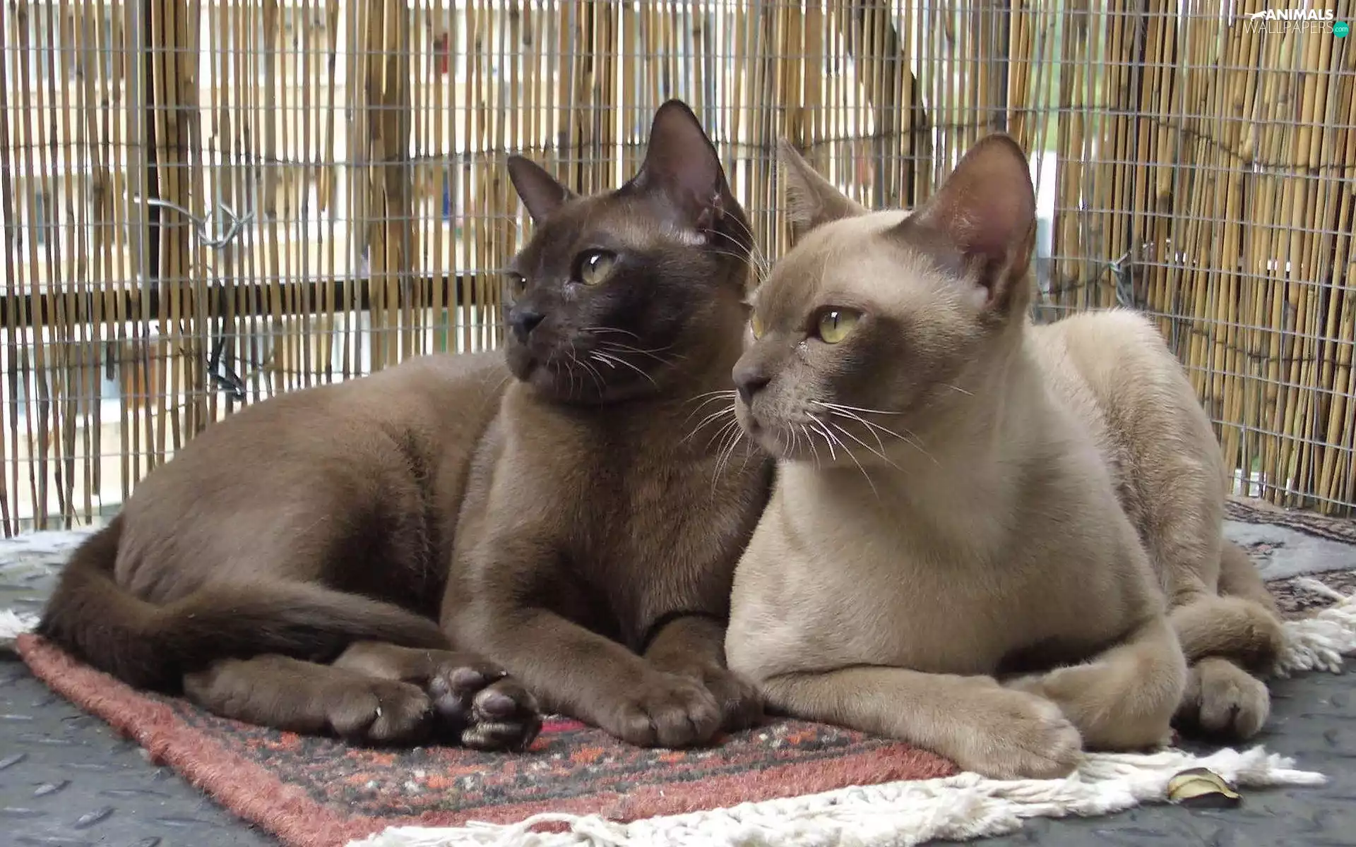 cats, Burmese