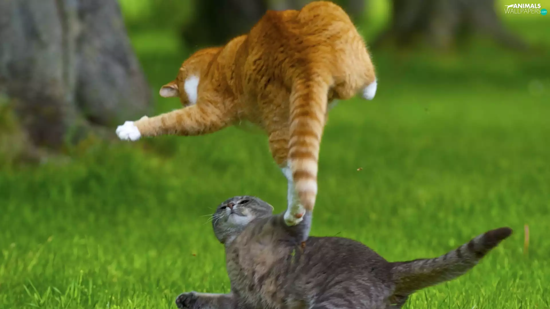 cats, Fight
