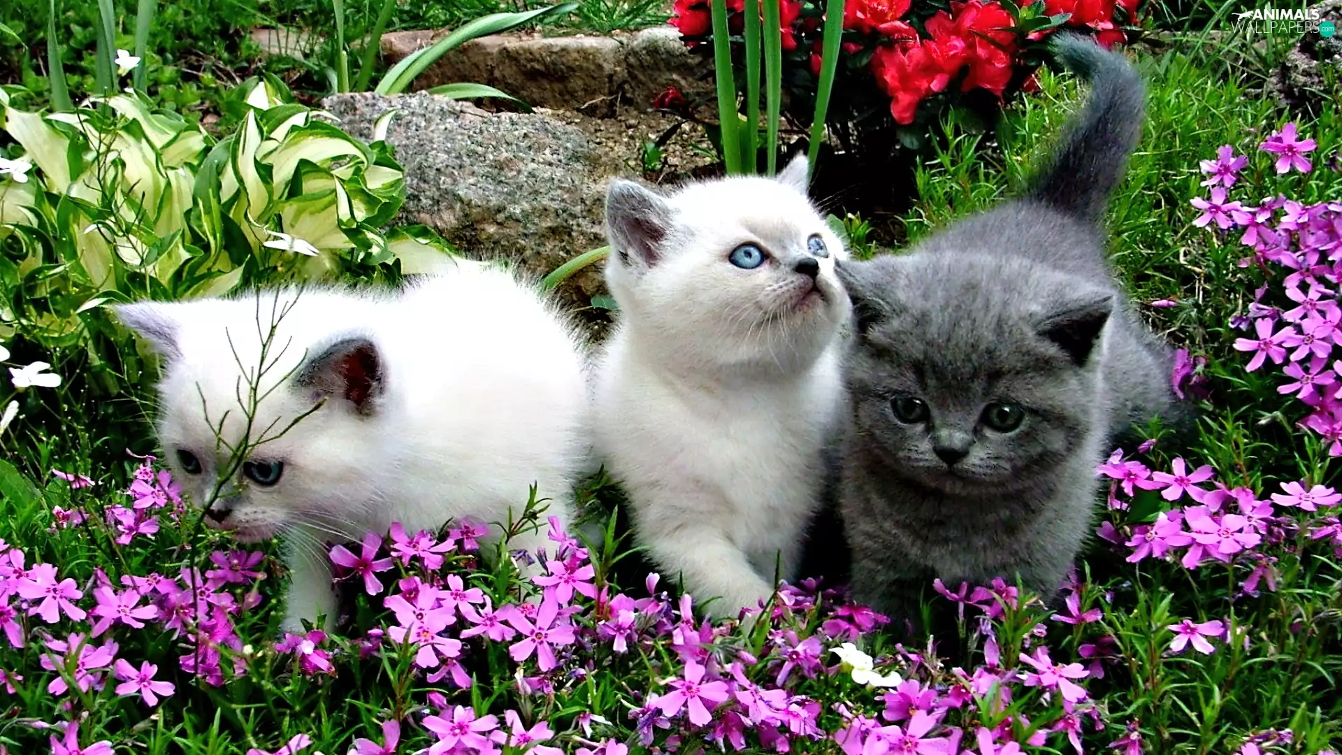 cats, Flowers