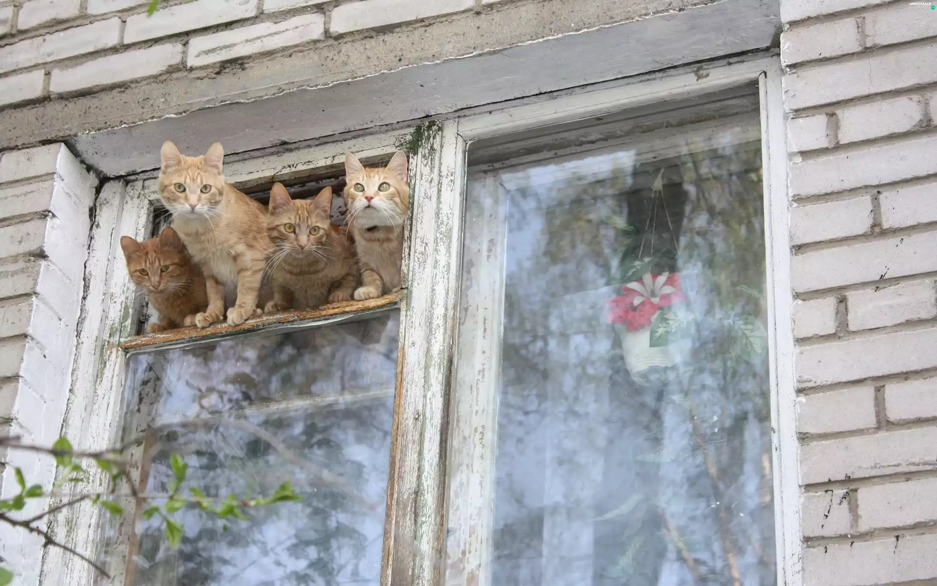 four, old, Window, cats