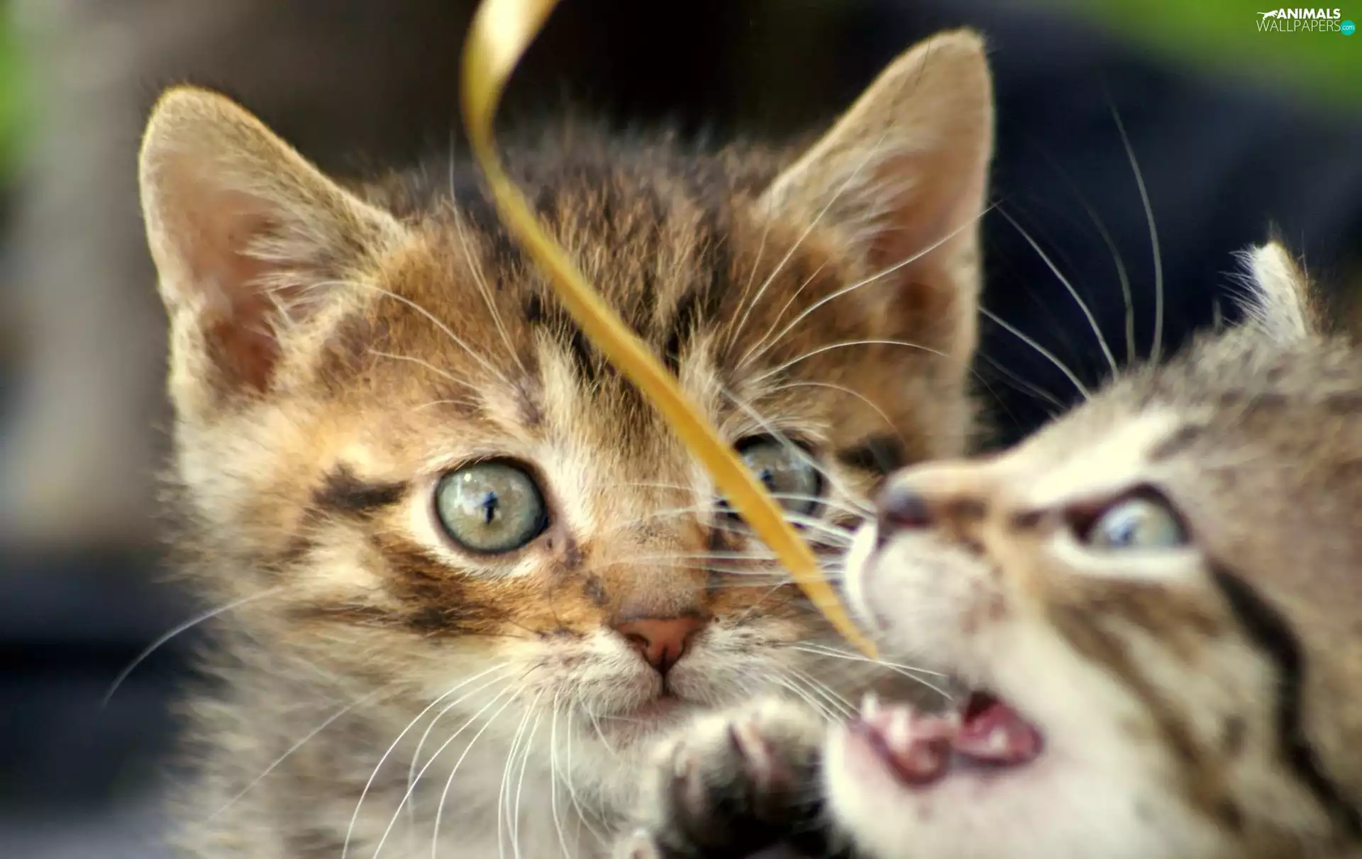 leaf, Two cars, cats