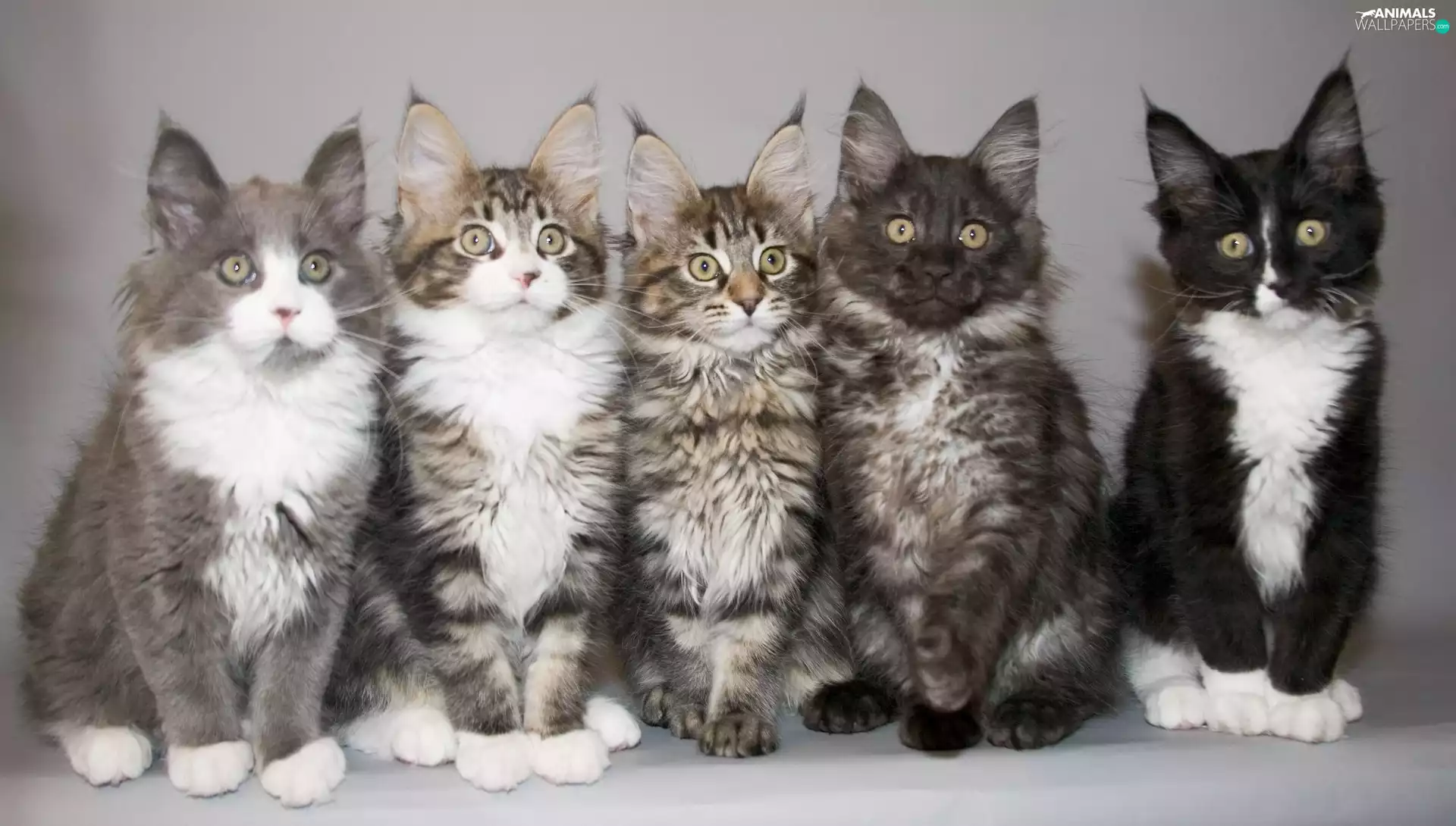 Maine Coon, five, cats