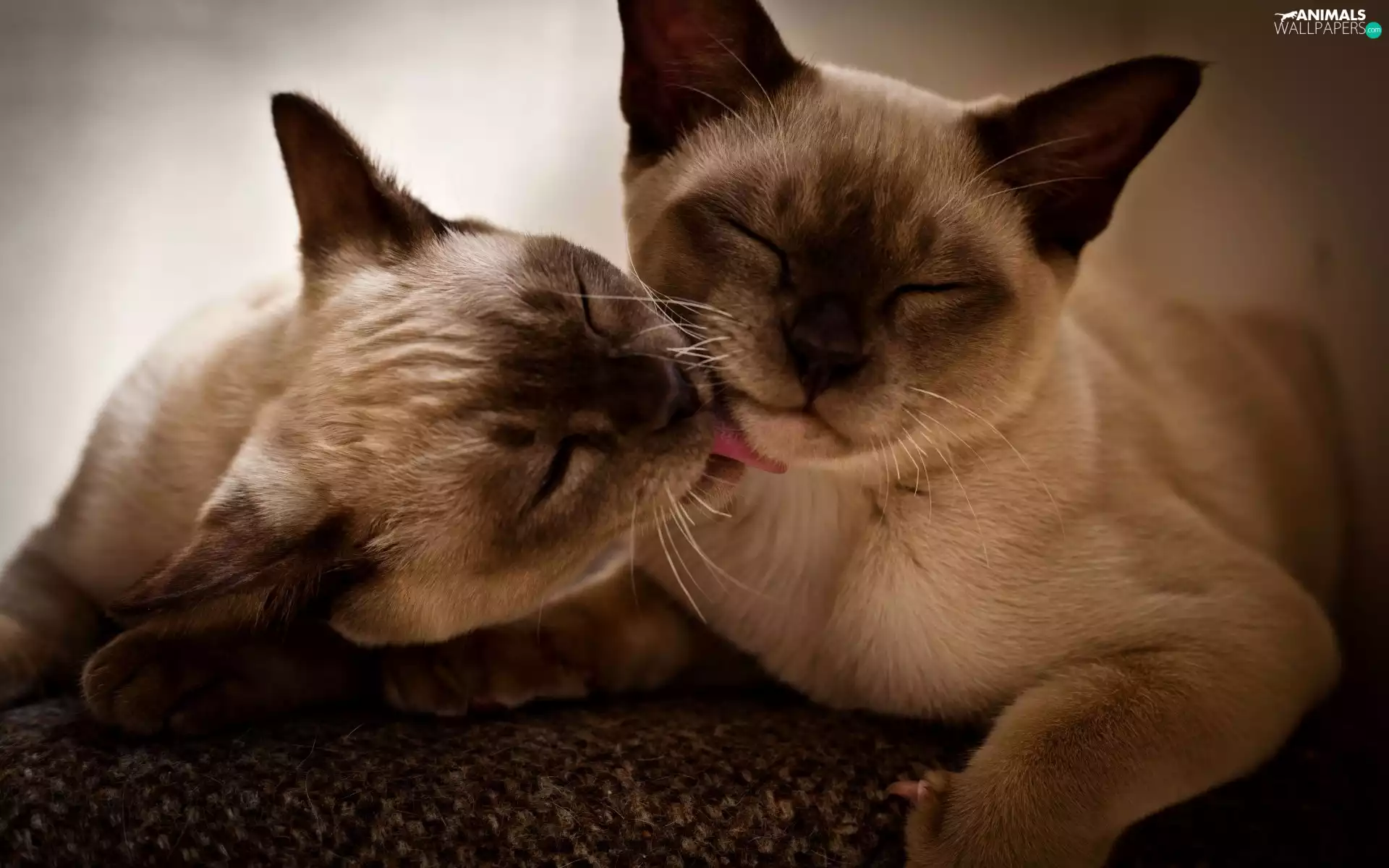 necking, Two cars, cats