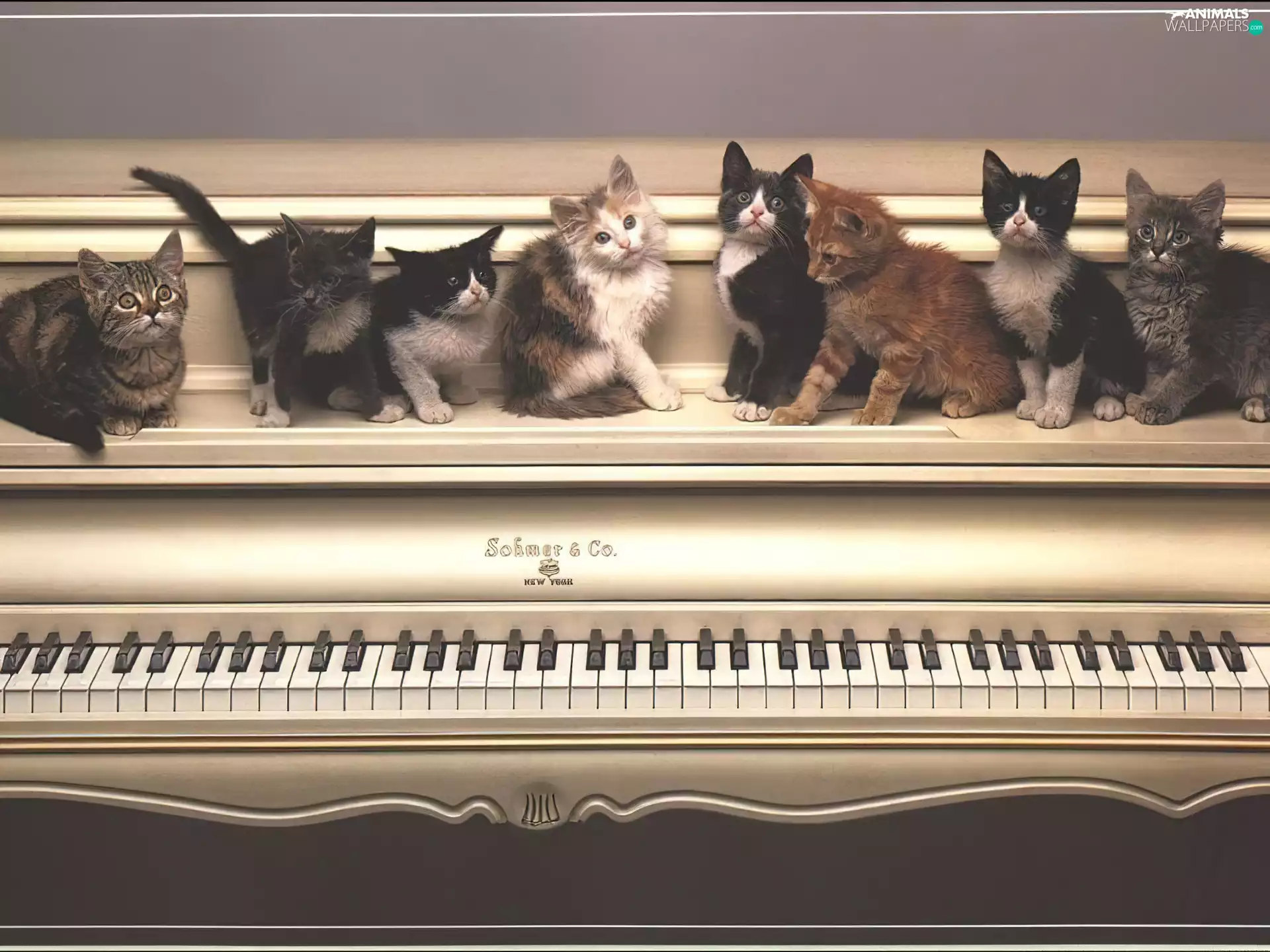 cats, piano