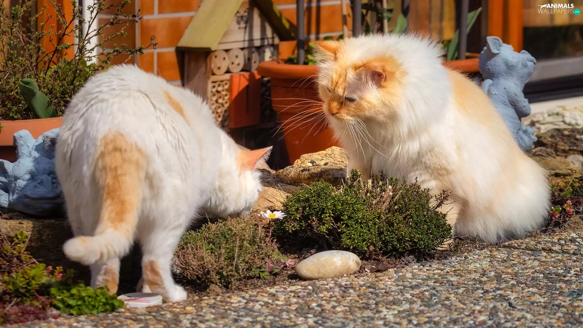 Rabatka, Two cars, cats