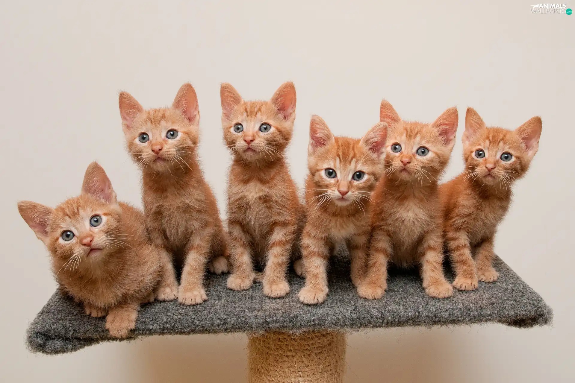 cats, six, Redheads