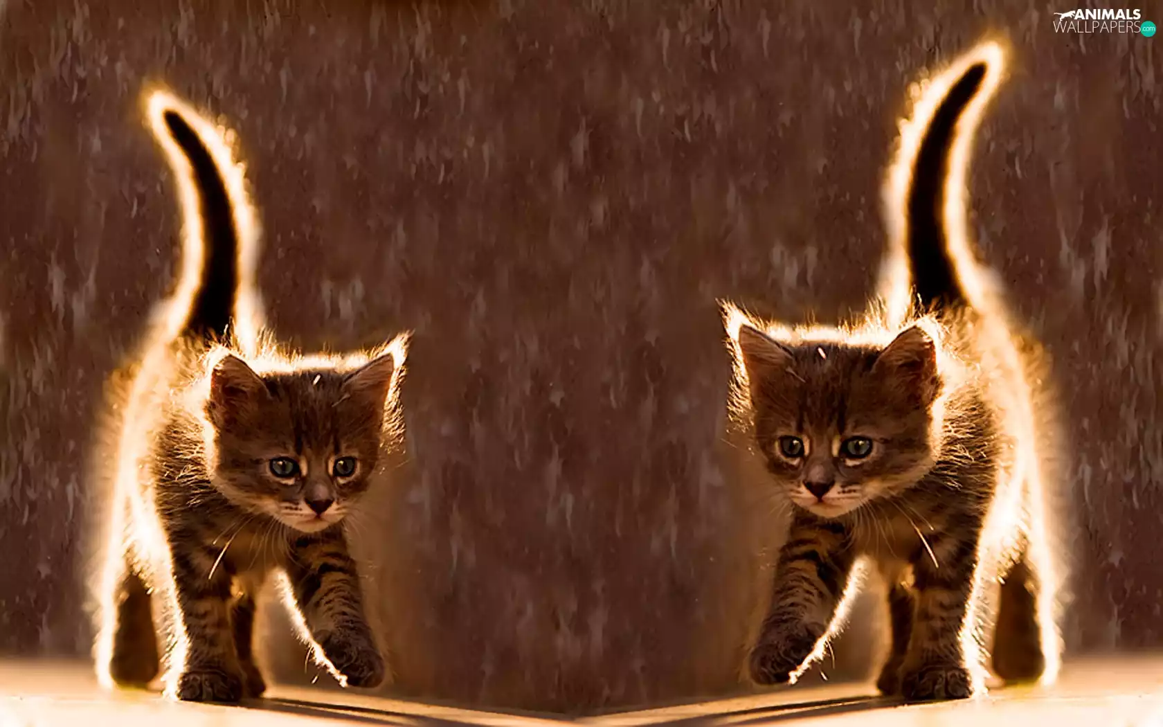 reflection, Two cars, cats