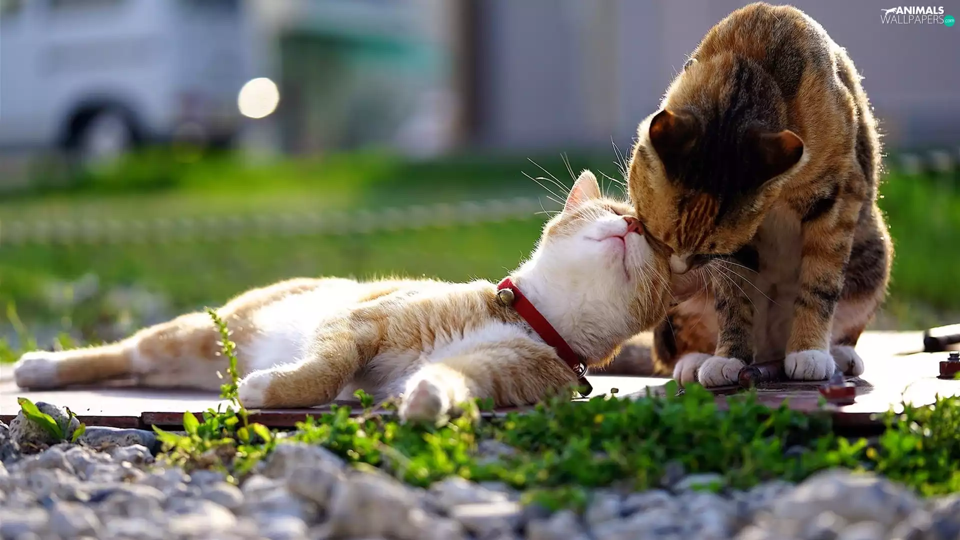 sensitivity, Two cars, cats