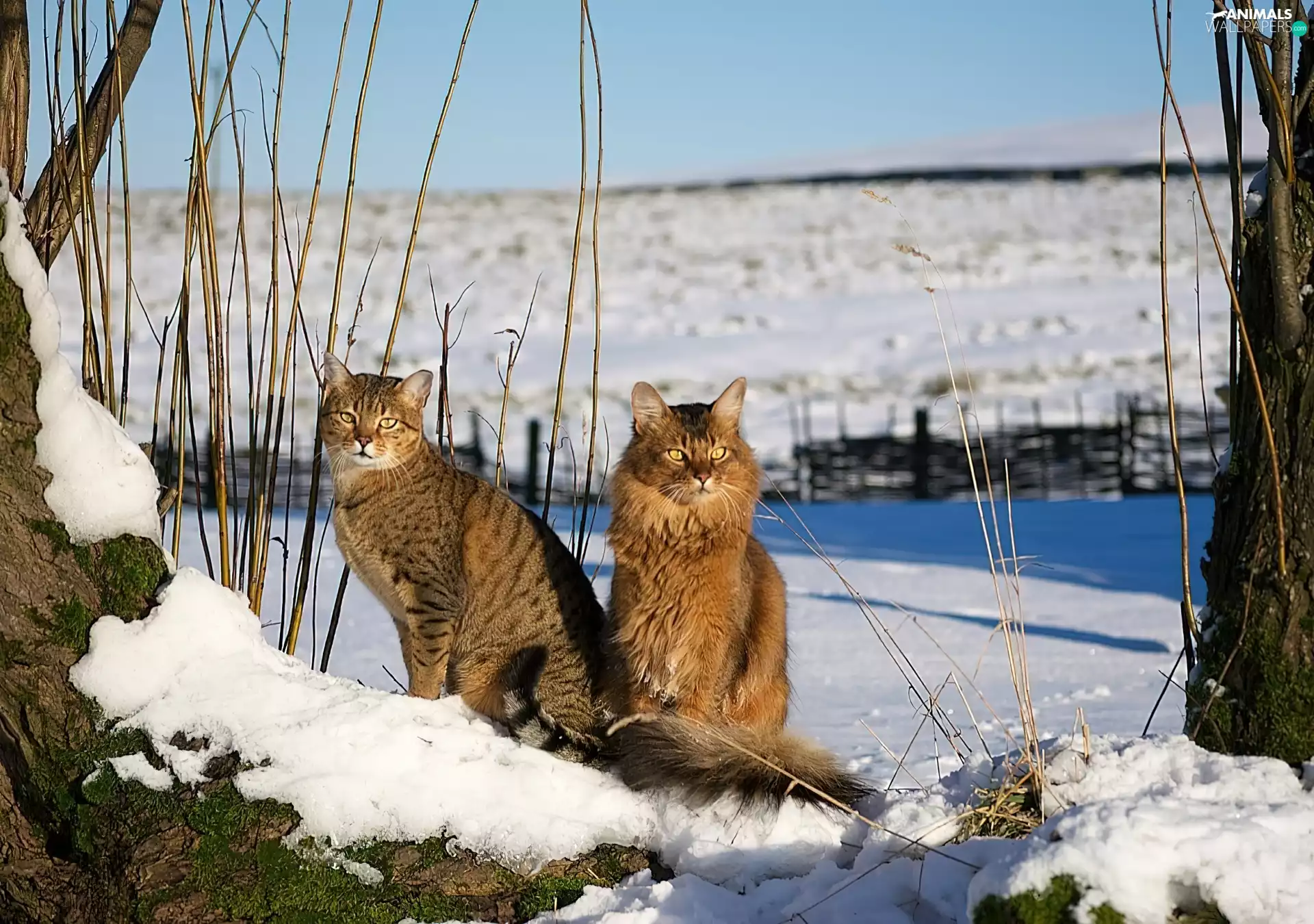 snow, Two cars, cats