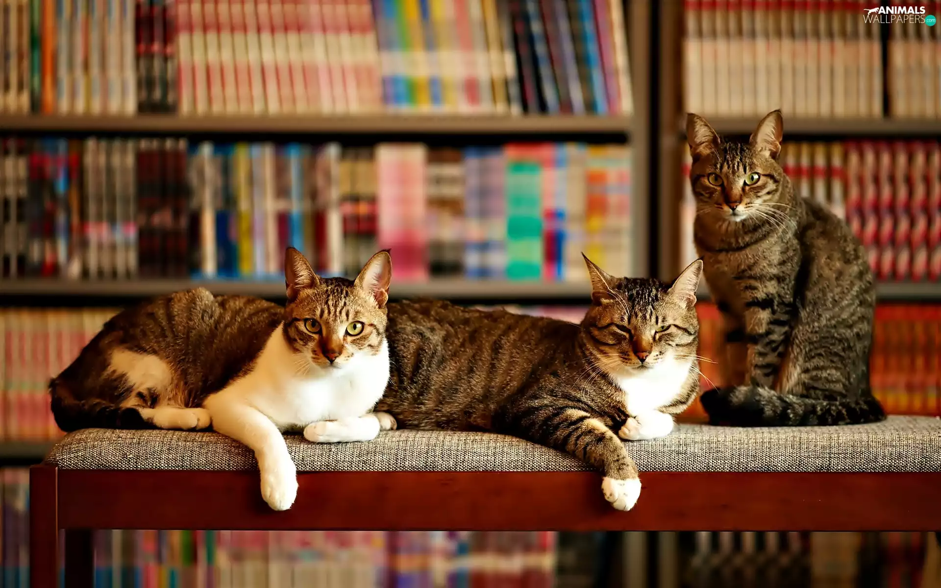 Three, bookstand, Books, cats