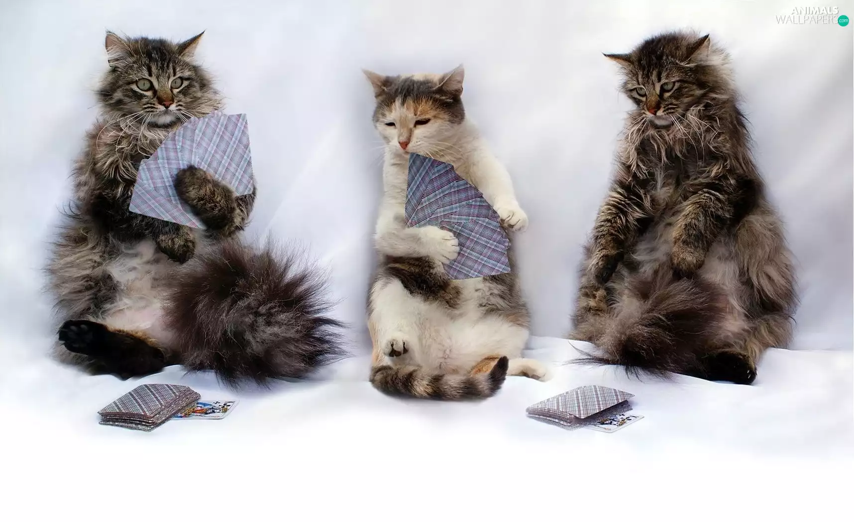 Three, Cards, game, cats