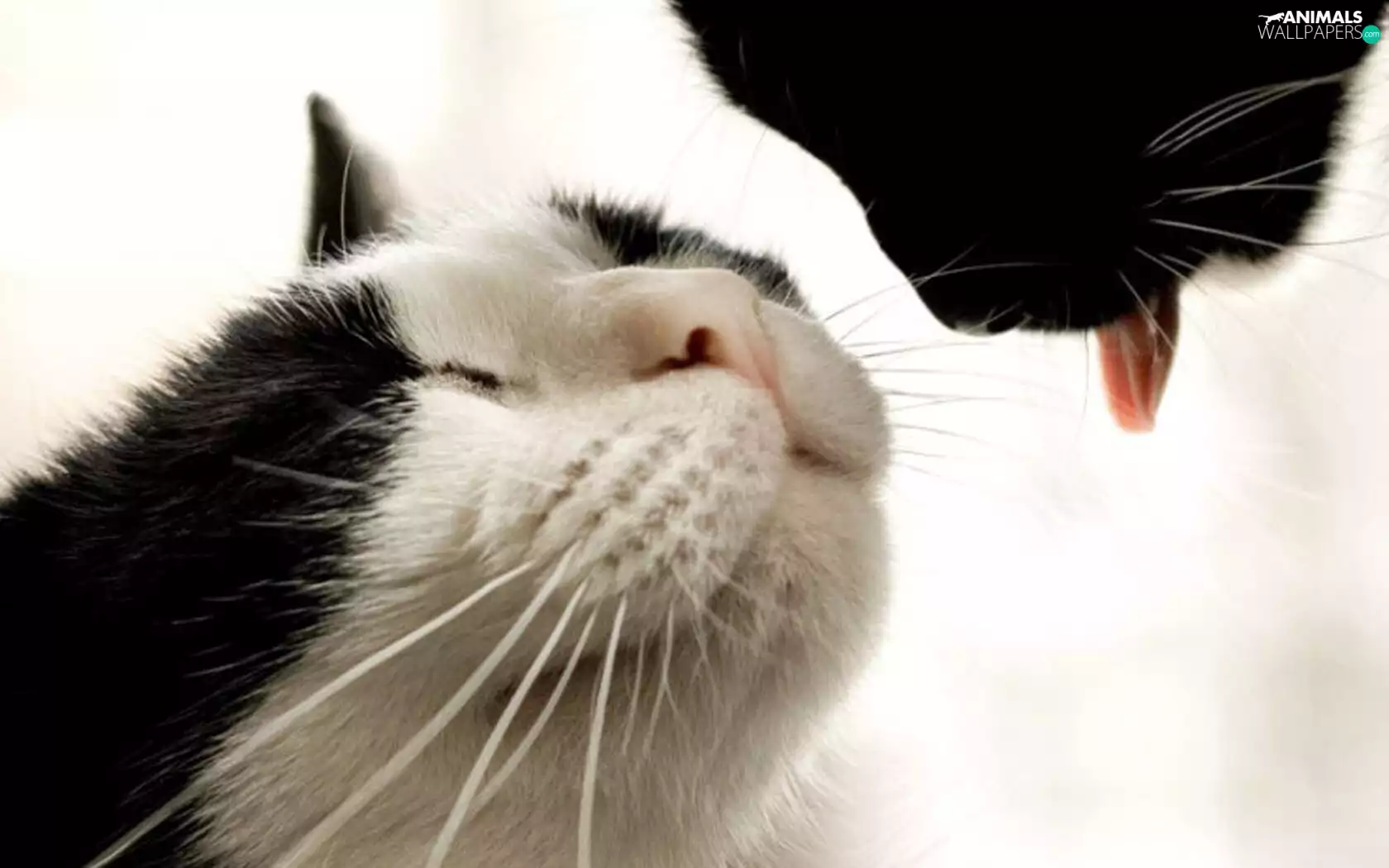 Tounge, Two cars, cats