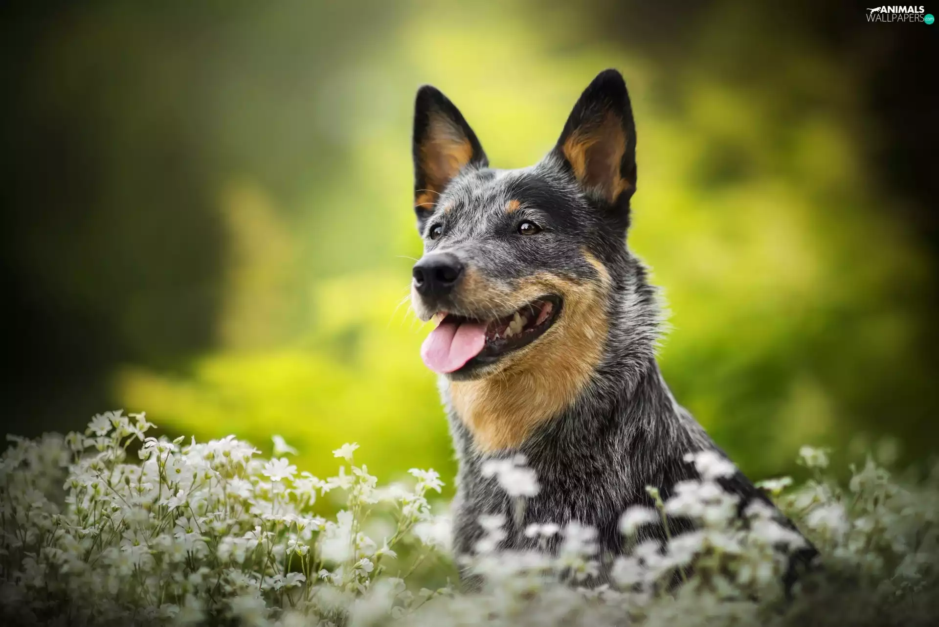 Flowers, Chickweed, Australian cattle dog, Meadow, dog