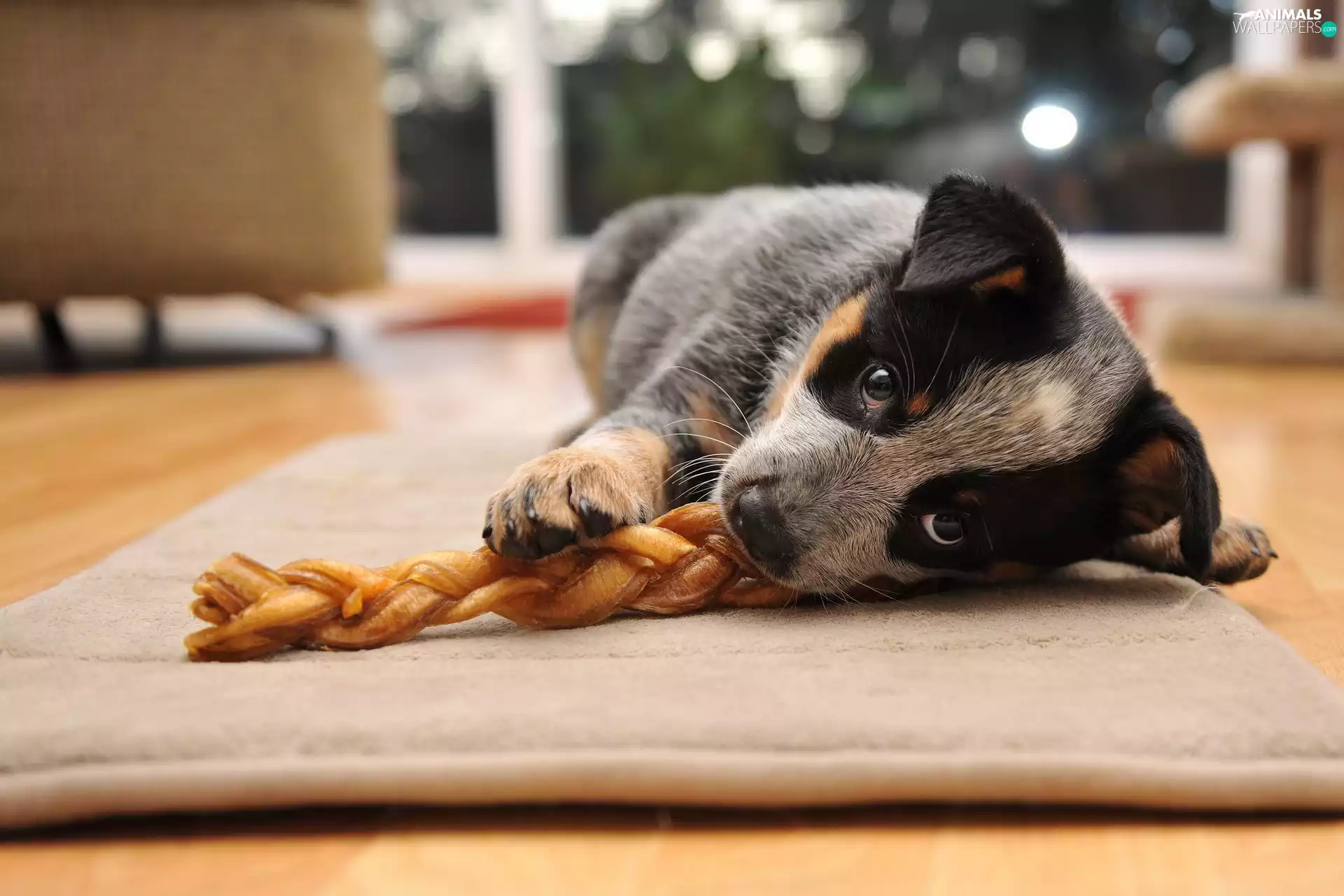 Australian cattle dog, lying, Puppy