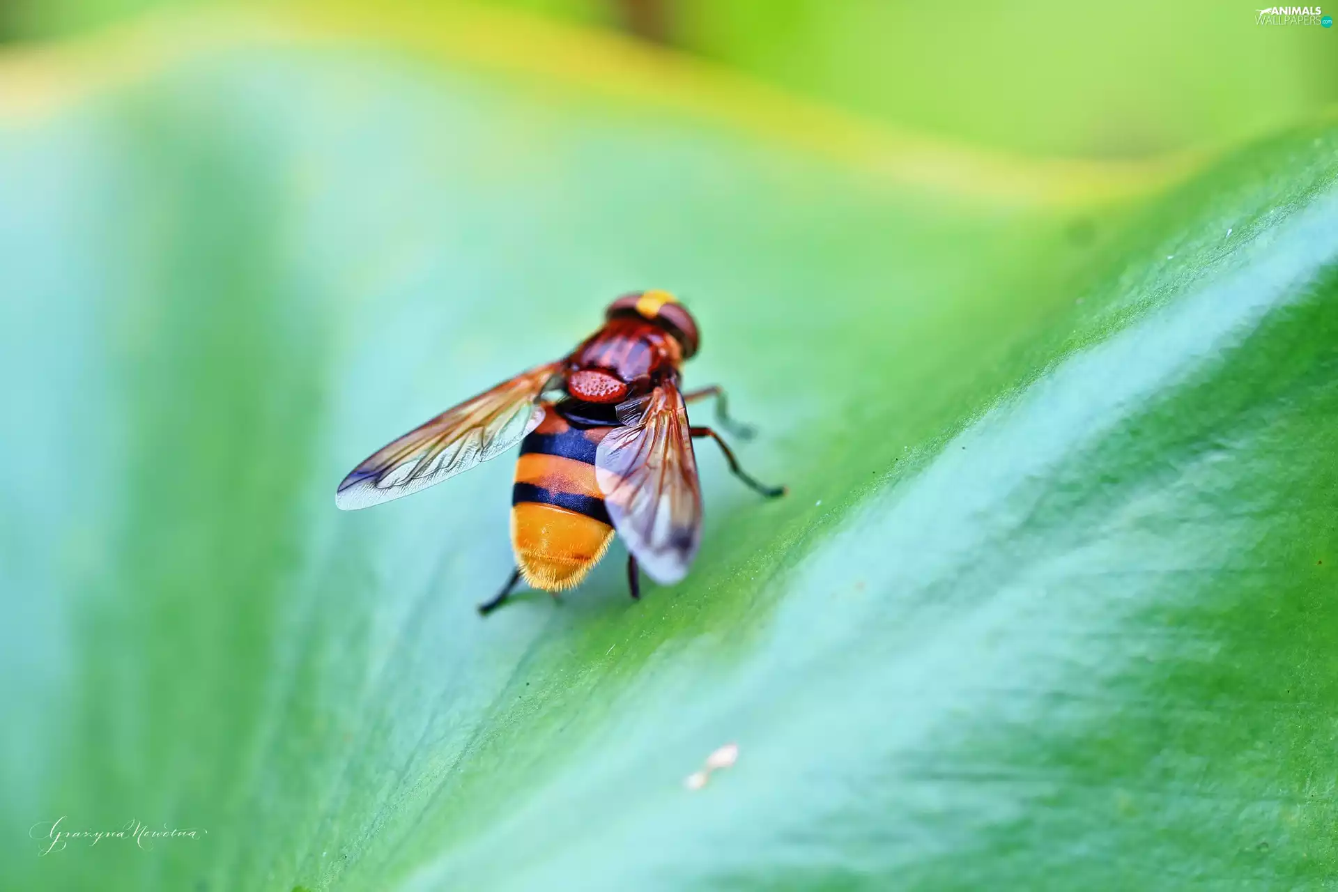 Close, Insect, Chrysotoxum cautum