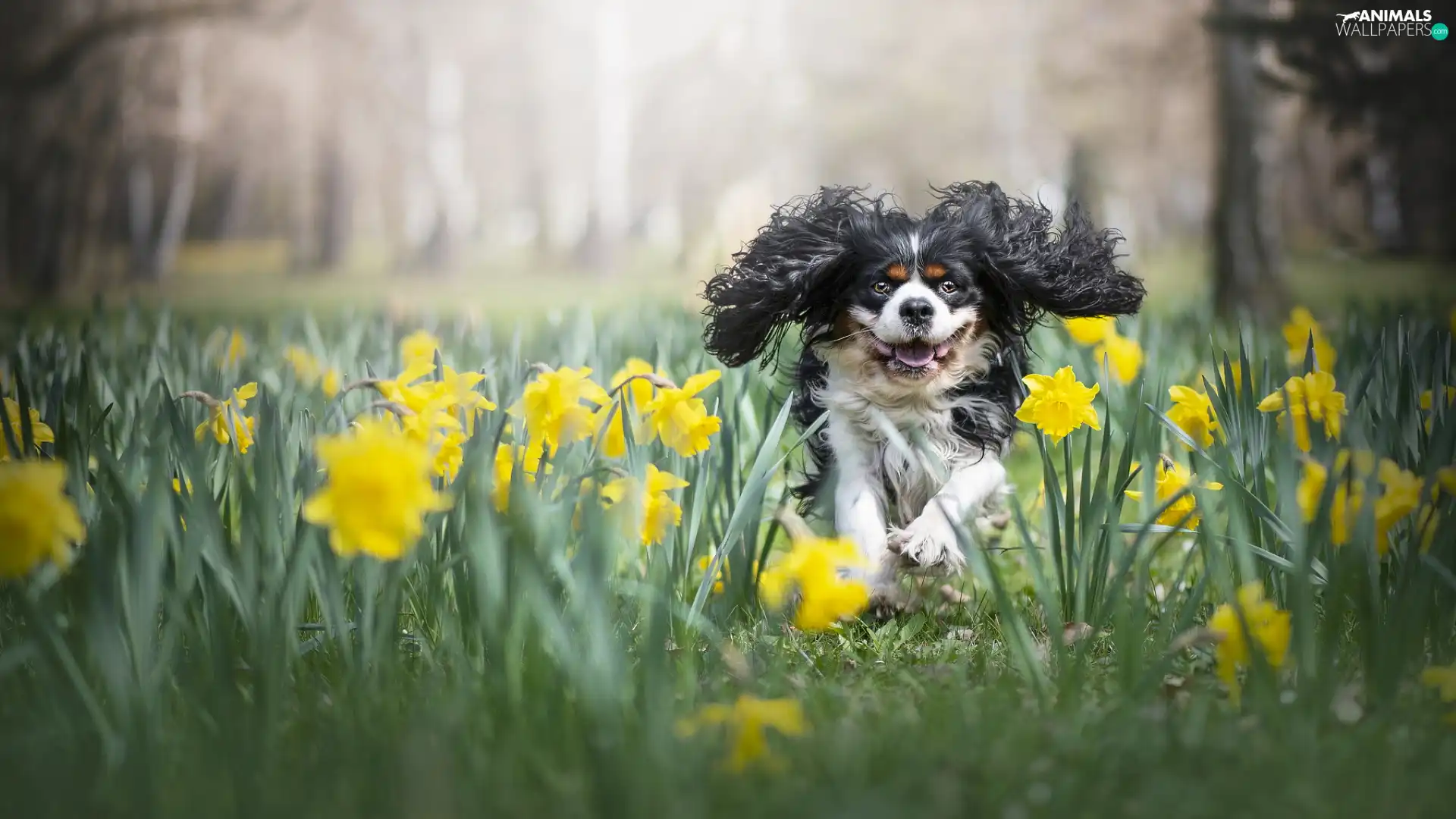 dog, Flowers, Jonquil, Cavalier King Charles spaniel